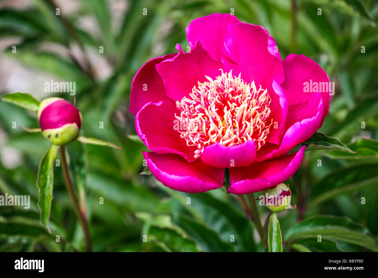 Red Peony flower Paeonia lactiflora Ursyn Niemcewicz Stock Photo