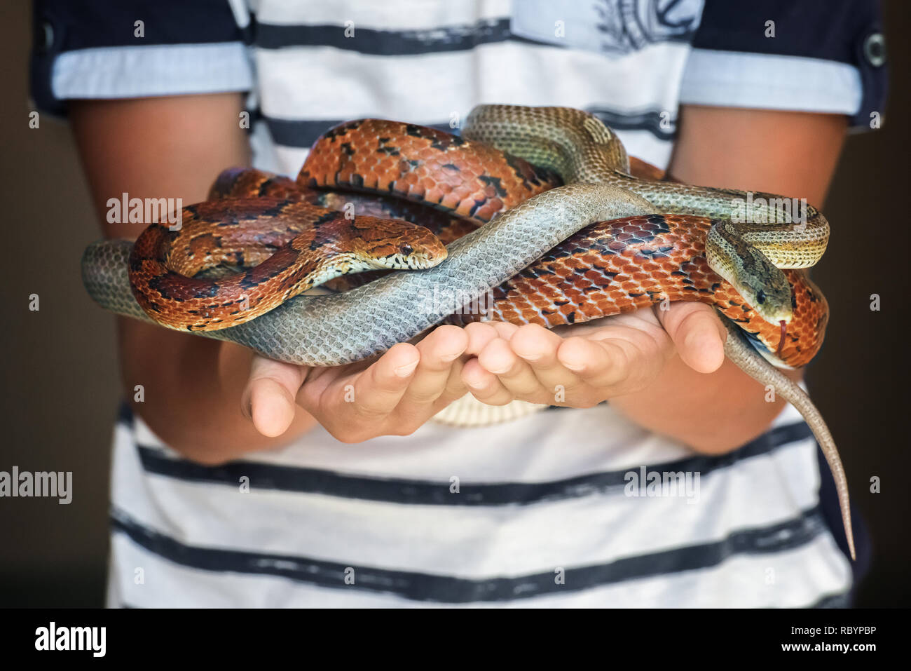 FOTOS: Corn snake, espécie de serpente exótica dos EUA, é