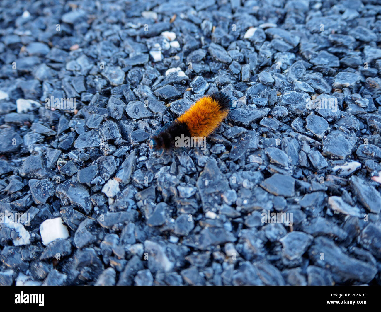 Orange and black caterpillar hires stock photography and images Alamy
