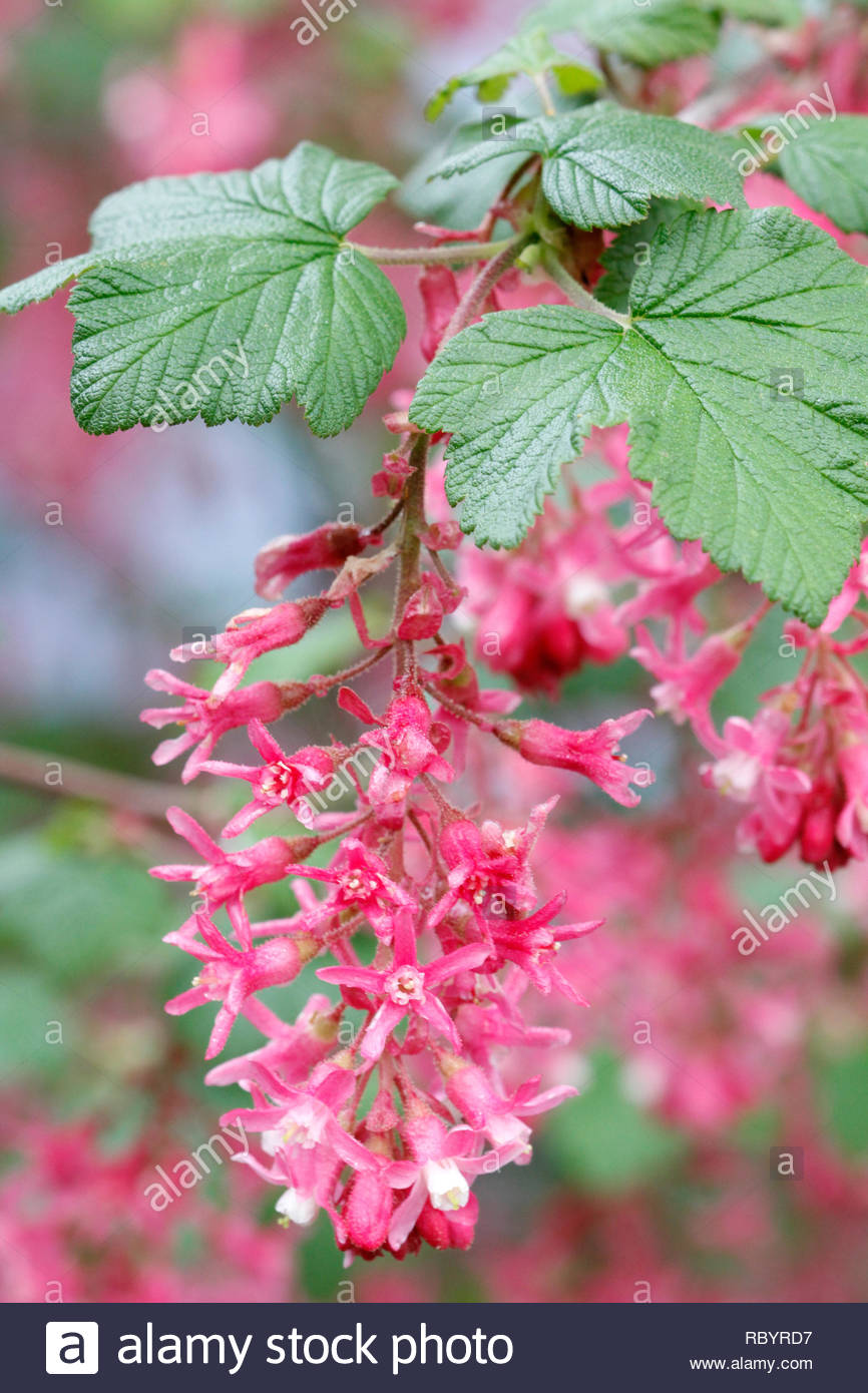 Red Flowering Currant Stock Photos & Red Flowering Currant Stock Images