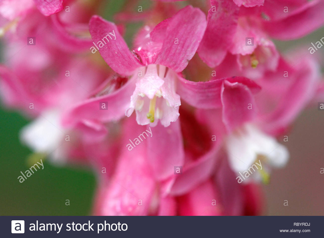 The Nature Of Portland Red Flowering Currant An Early Blooming