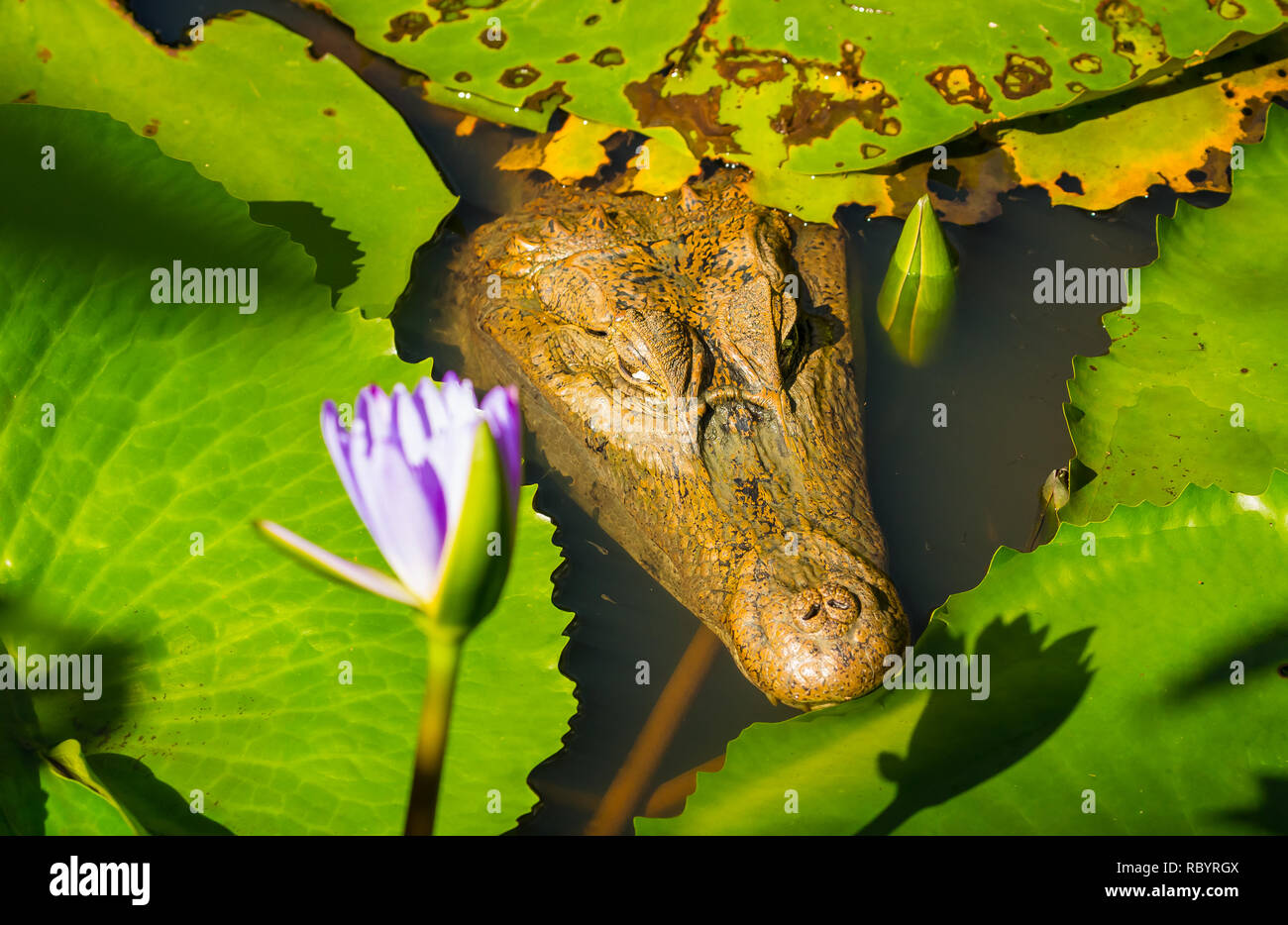 Caiman crocodilus crocodilus.  Caiman under the water in natural habitat in Tobago, West Indies.  Head and eyes are above the surface of the water Stock Photo