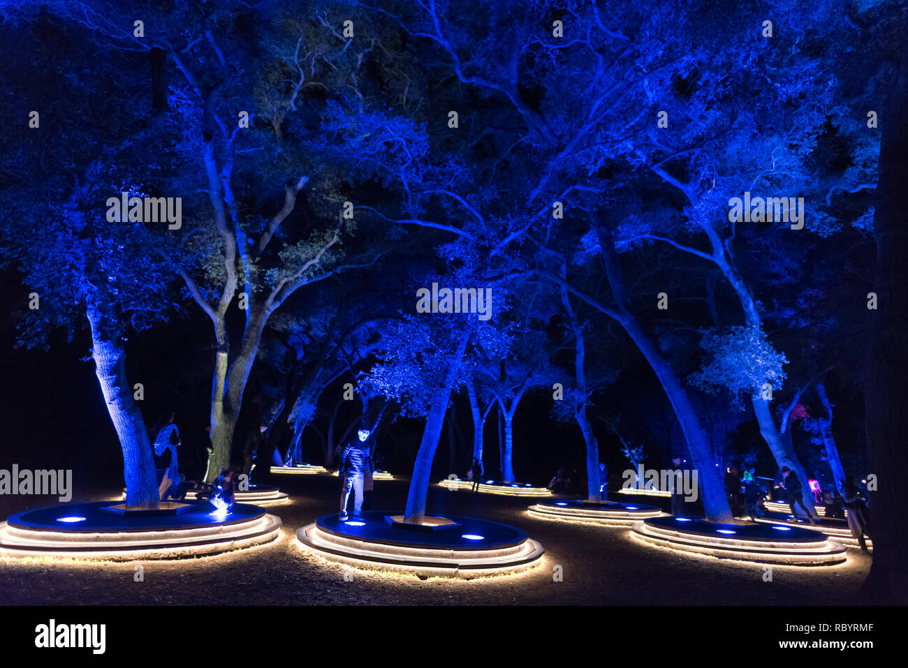 Enchanted: Forest of Light - beautifully illuminated trees in the dark ...