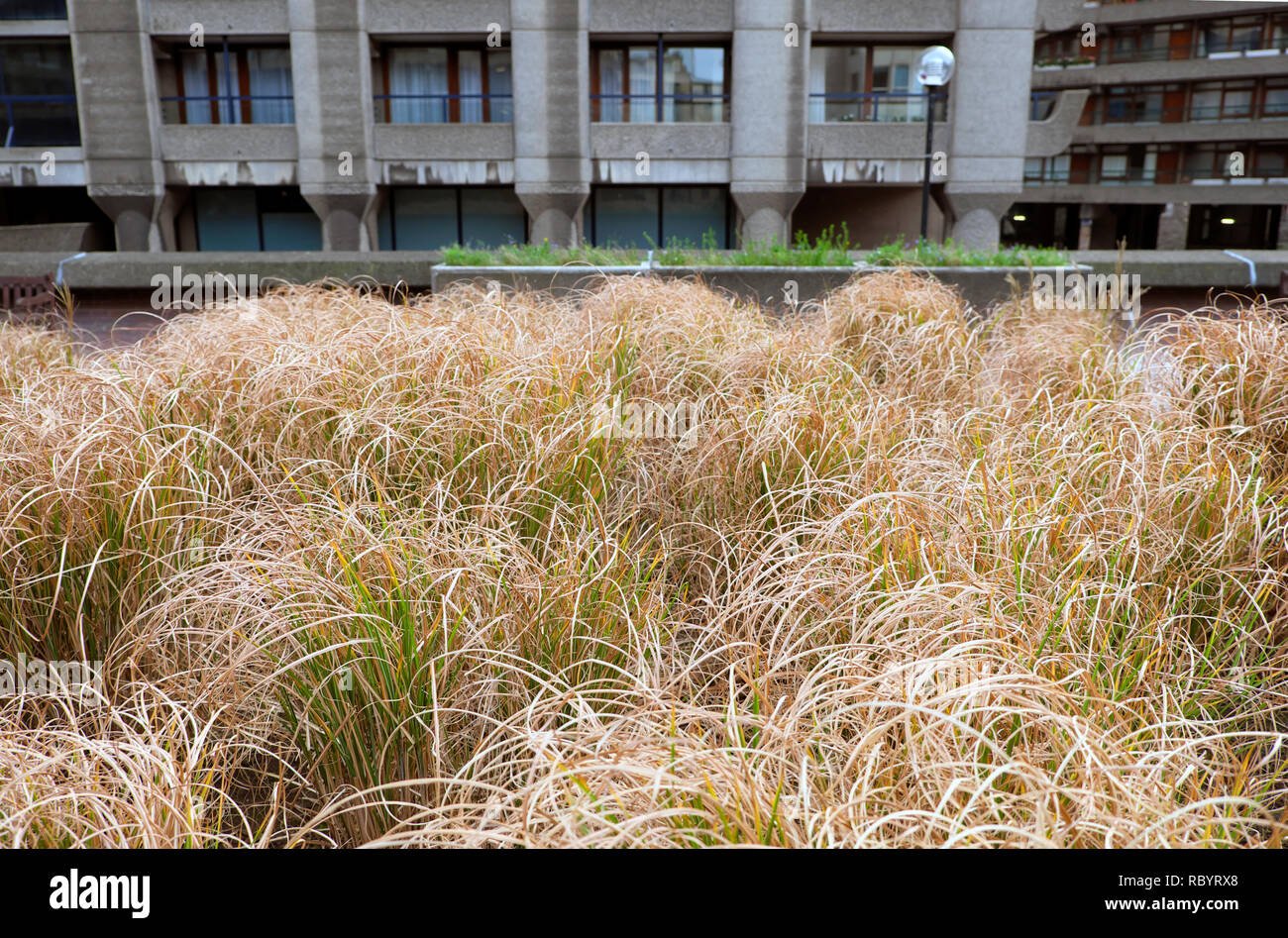 Stipa arundinacea or ornamental grass growing outside Barbican apartments  in winter in Beech Street gardens in the City of London UK  KATHY DEWITT Stock Photo