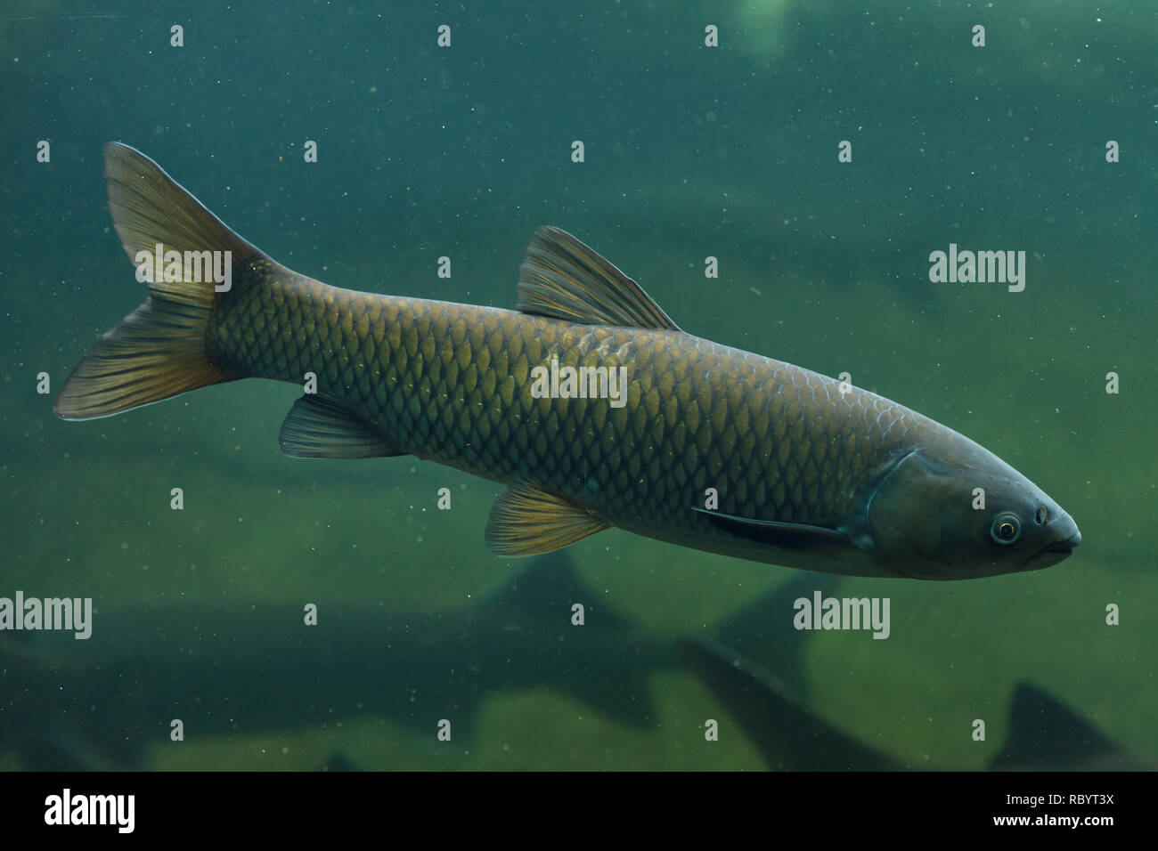 Grass carp (Ctenopharyngodon idella). Freshwater fish. Stock Photo