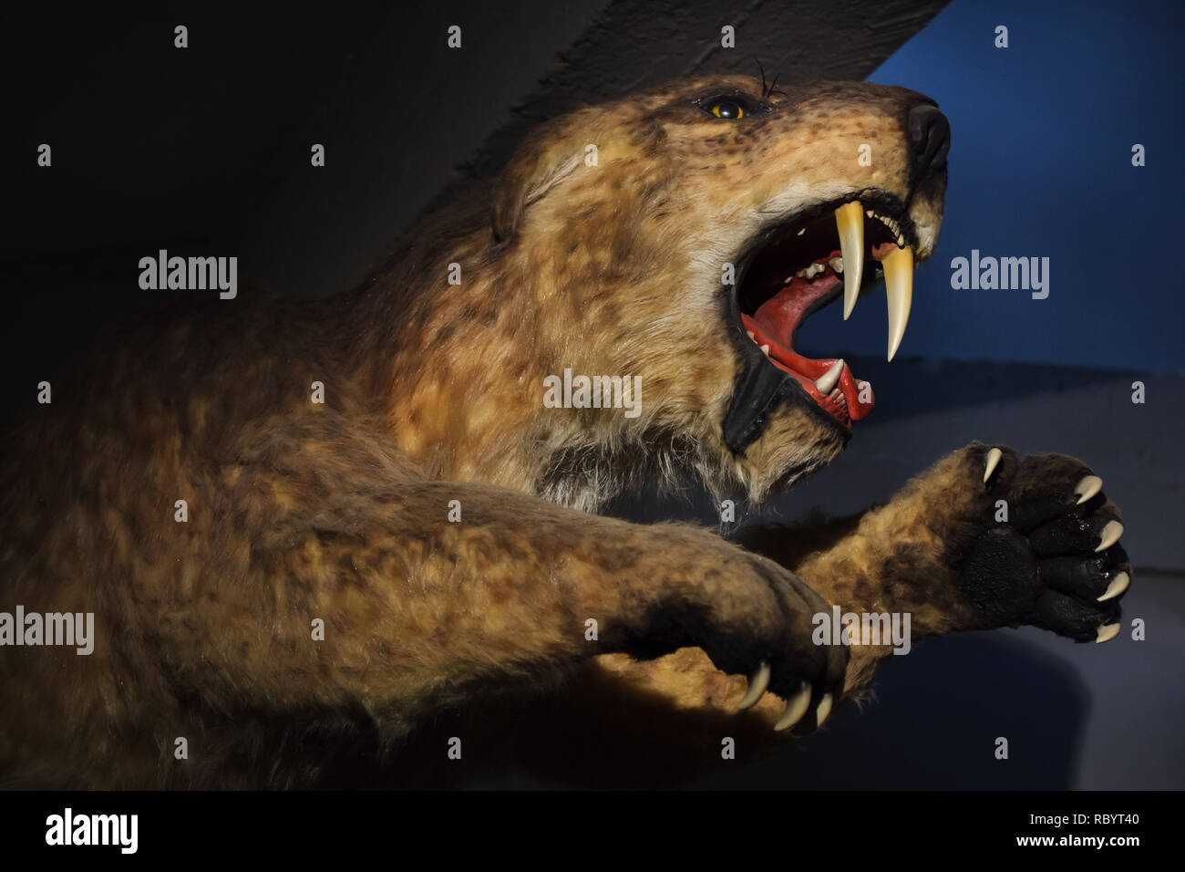 Saber-toothed tiger (Smilodon populator) displayed as a life size model. Stock Photo