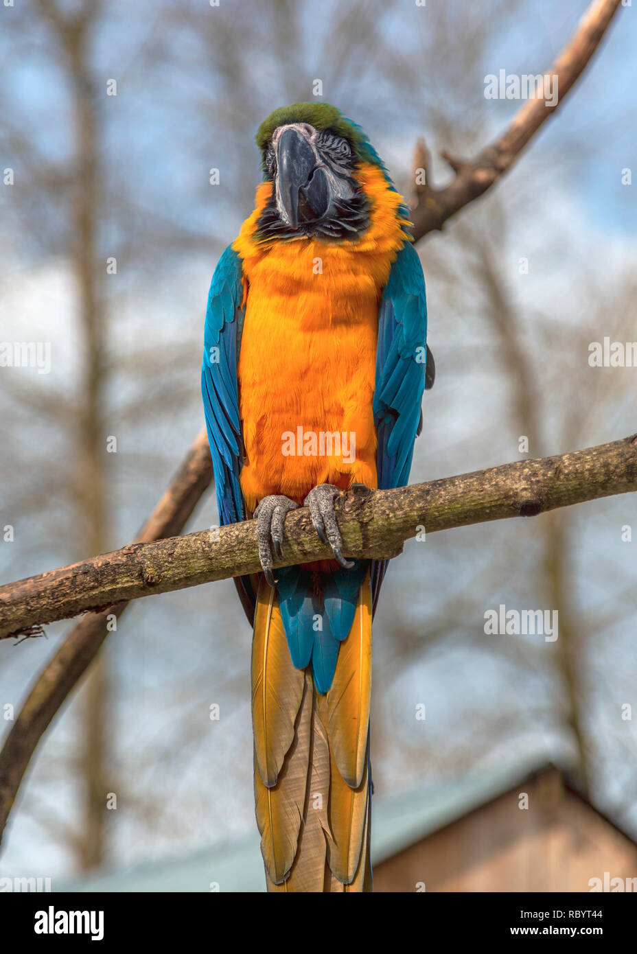 Colourful blue and gold hybrid macaw on a perch Stock Photo
