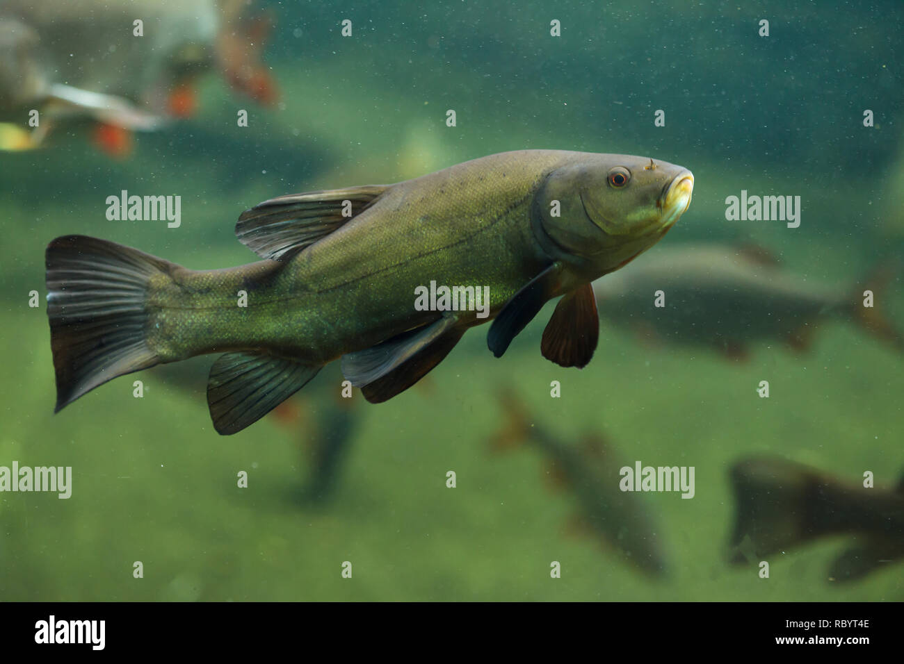 Tench (Tinca tinca), also known as the doctor fish Stock Photo - Alamy
