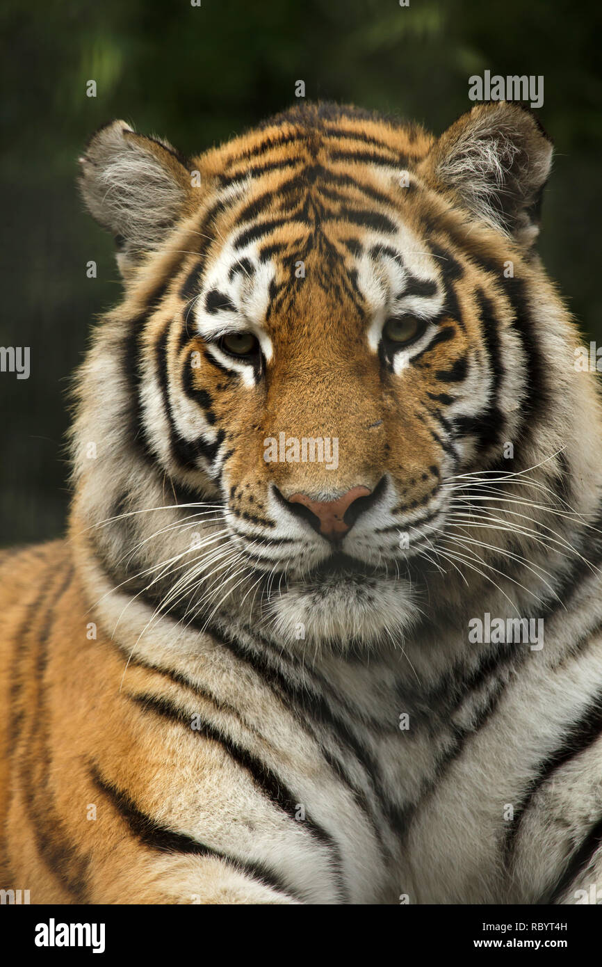 Siberian tiger (Panthera tigris altaica), also known as the Amur tiger. Stock Photo