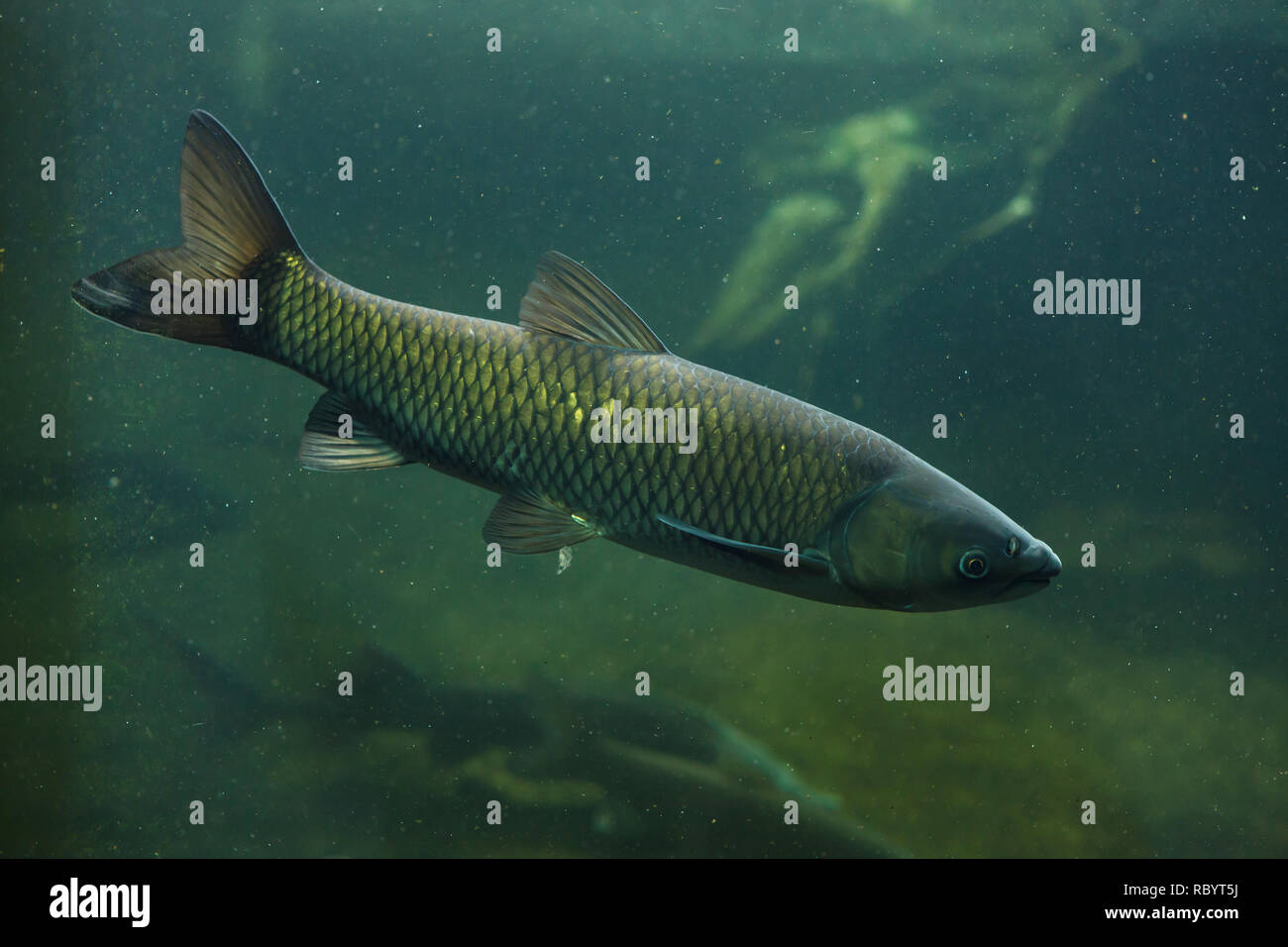 Grass carp (Ctenopharyngodon idella). Freshwater fish Stock Photo Alamy