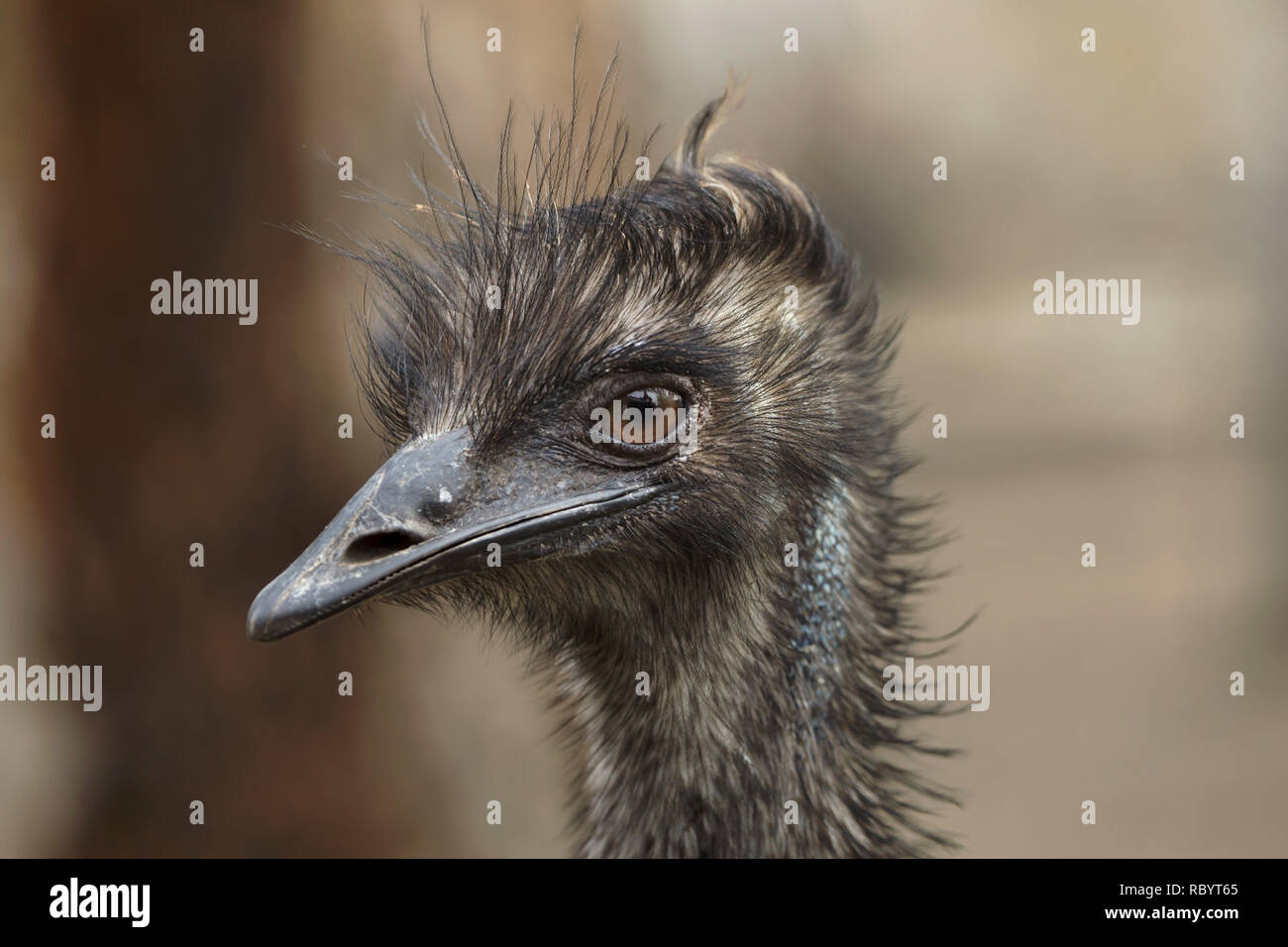 Emu (Dromaius novaehollandiae). Wild life animal. Stock Photo