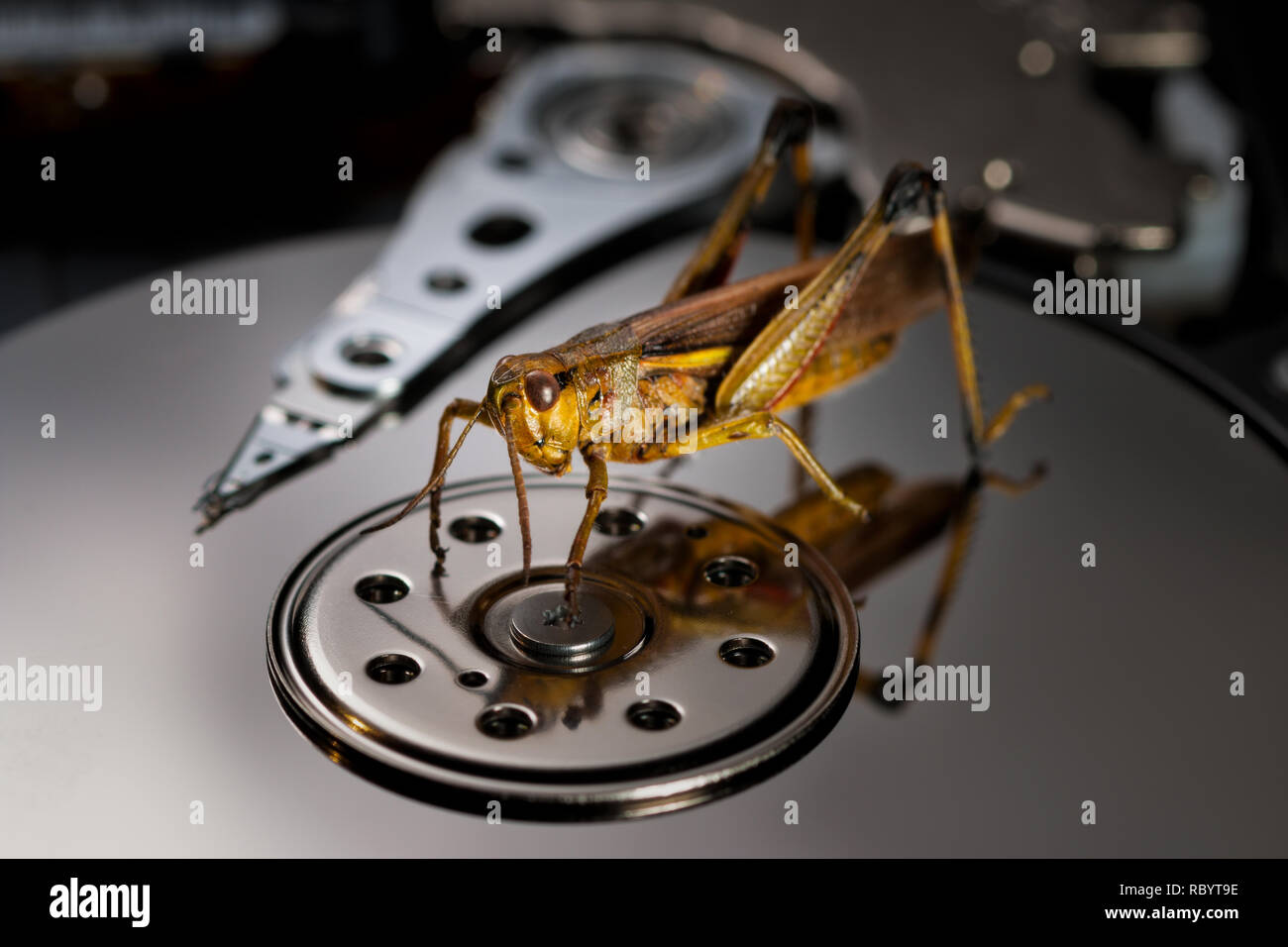a computer bug causing trouble - on the hard drive Stock Photo