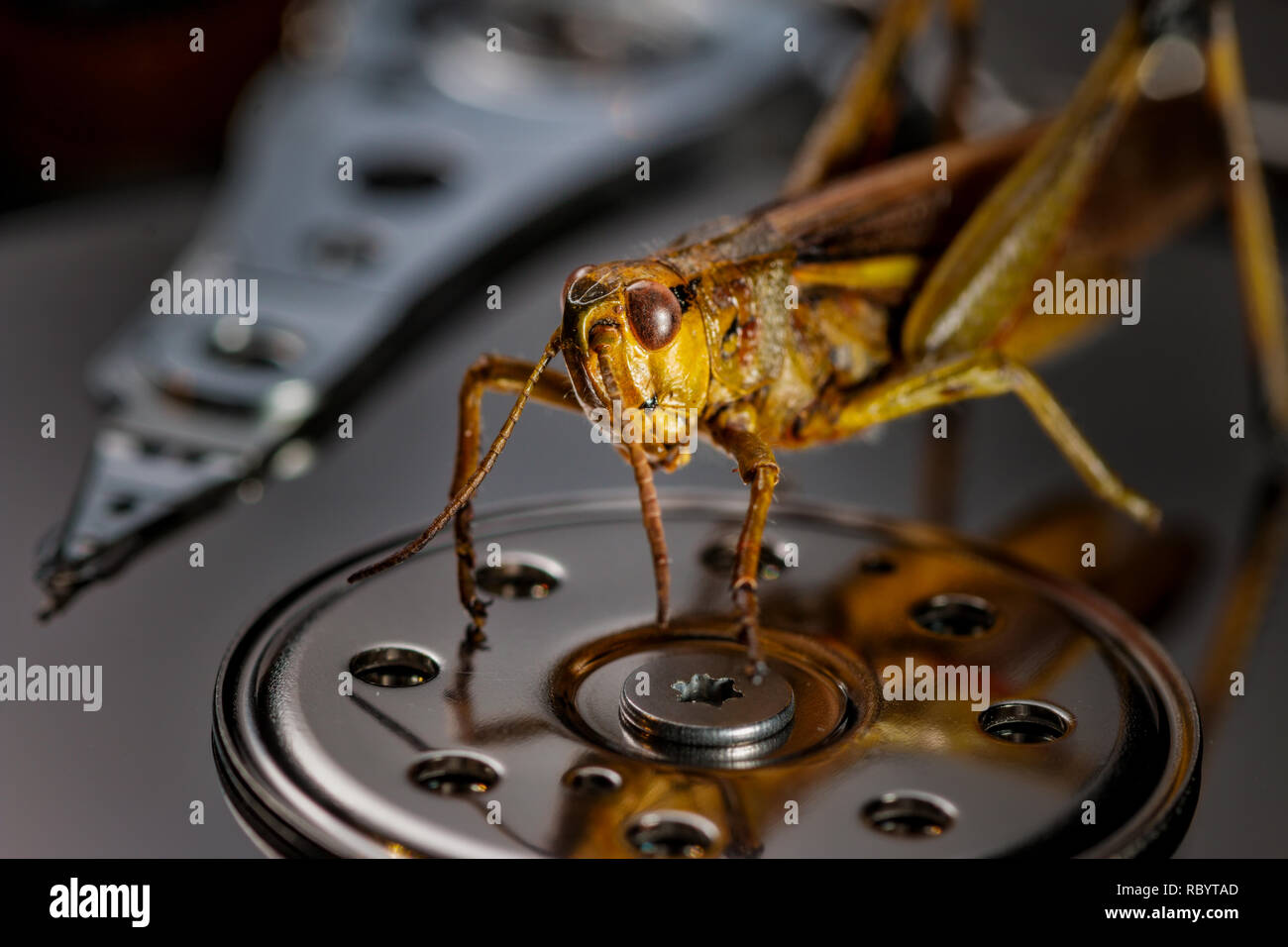 a computer bug causing trouble - on the hard drive Stock Photo