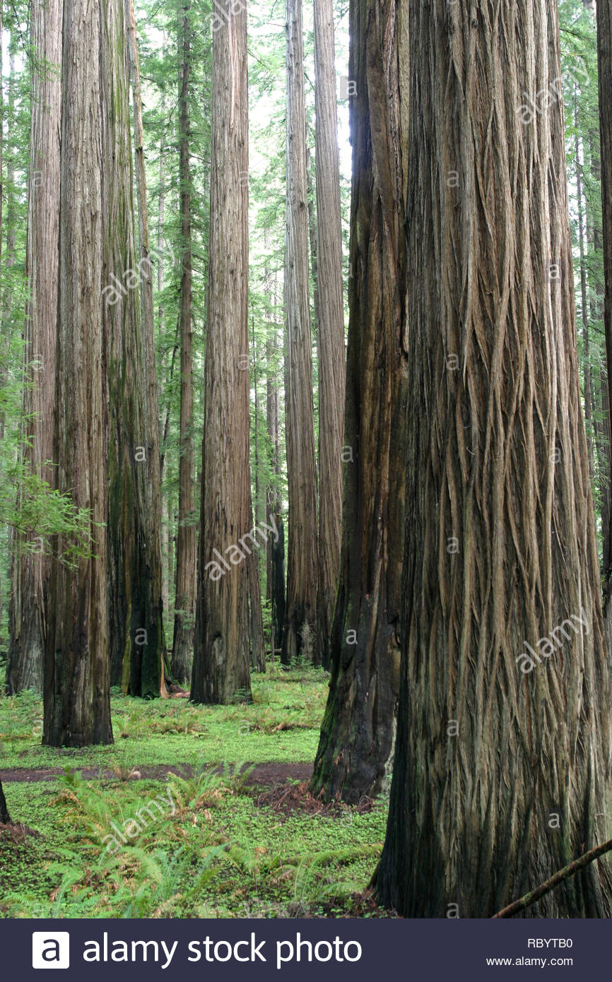 Coastal Redwood Tree High Resolution Stock Photography and Images Alamy