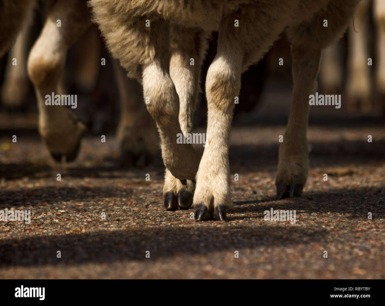 flock of sheep moving to new pasture Stock Photo