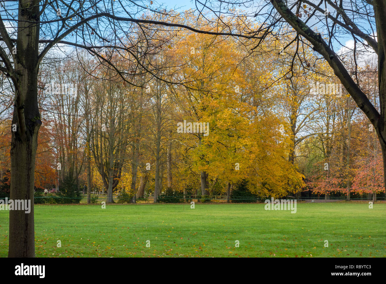 Autumn trees, Autumn foliage, autumn leaves Stock Photo
