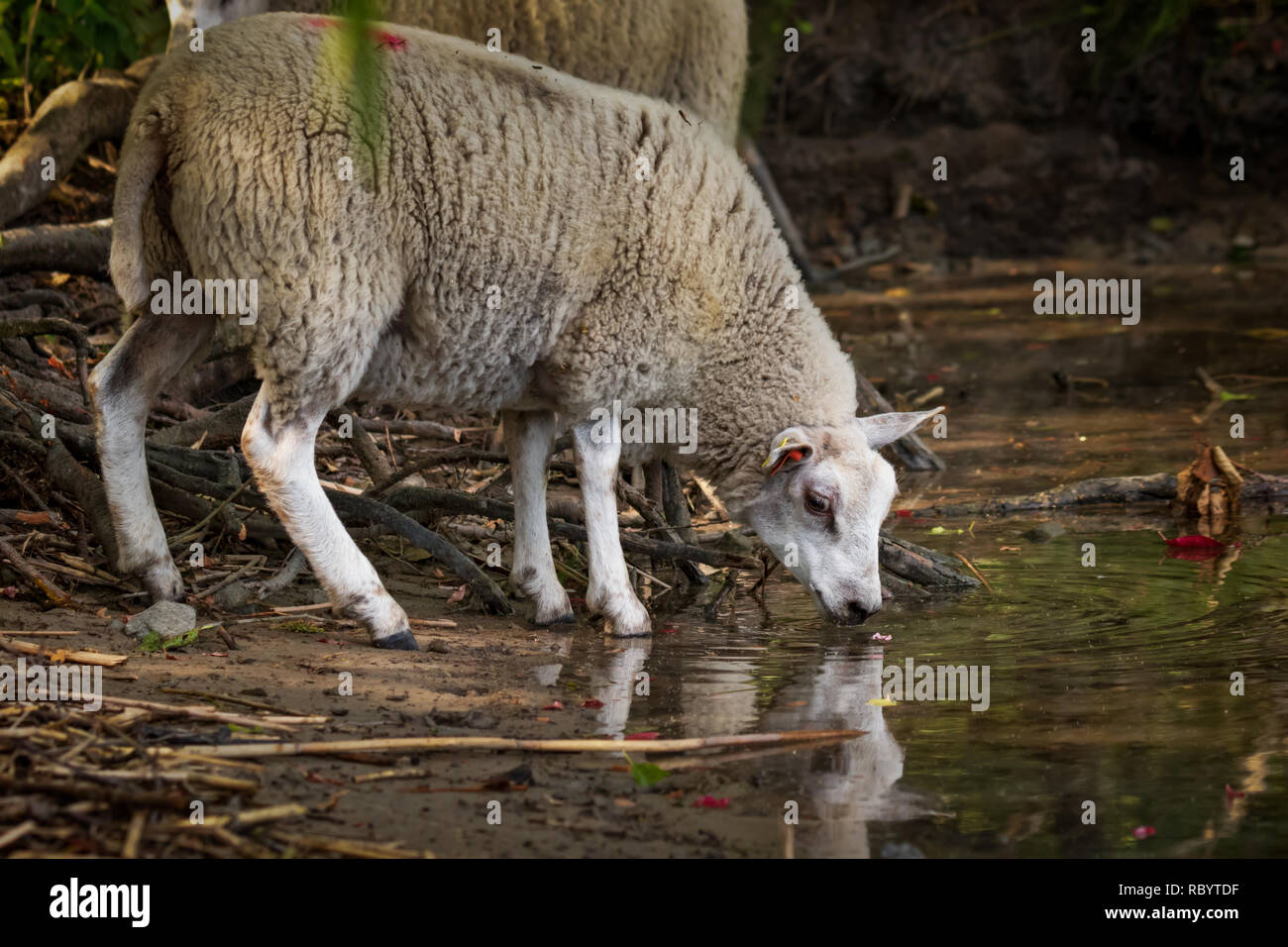 Sheep drinking water hires stock photography and images Alamy