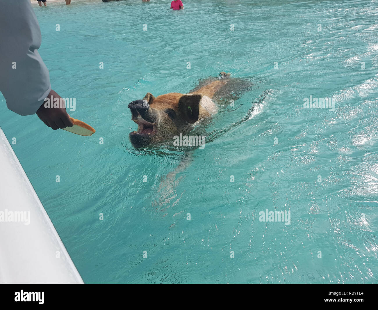 Pig Beach is an uninhabited island located in Exuma, the Bahamas. The island takes its unofficial name from the fact that it is populated pigs. Stock Photo