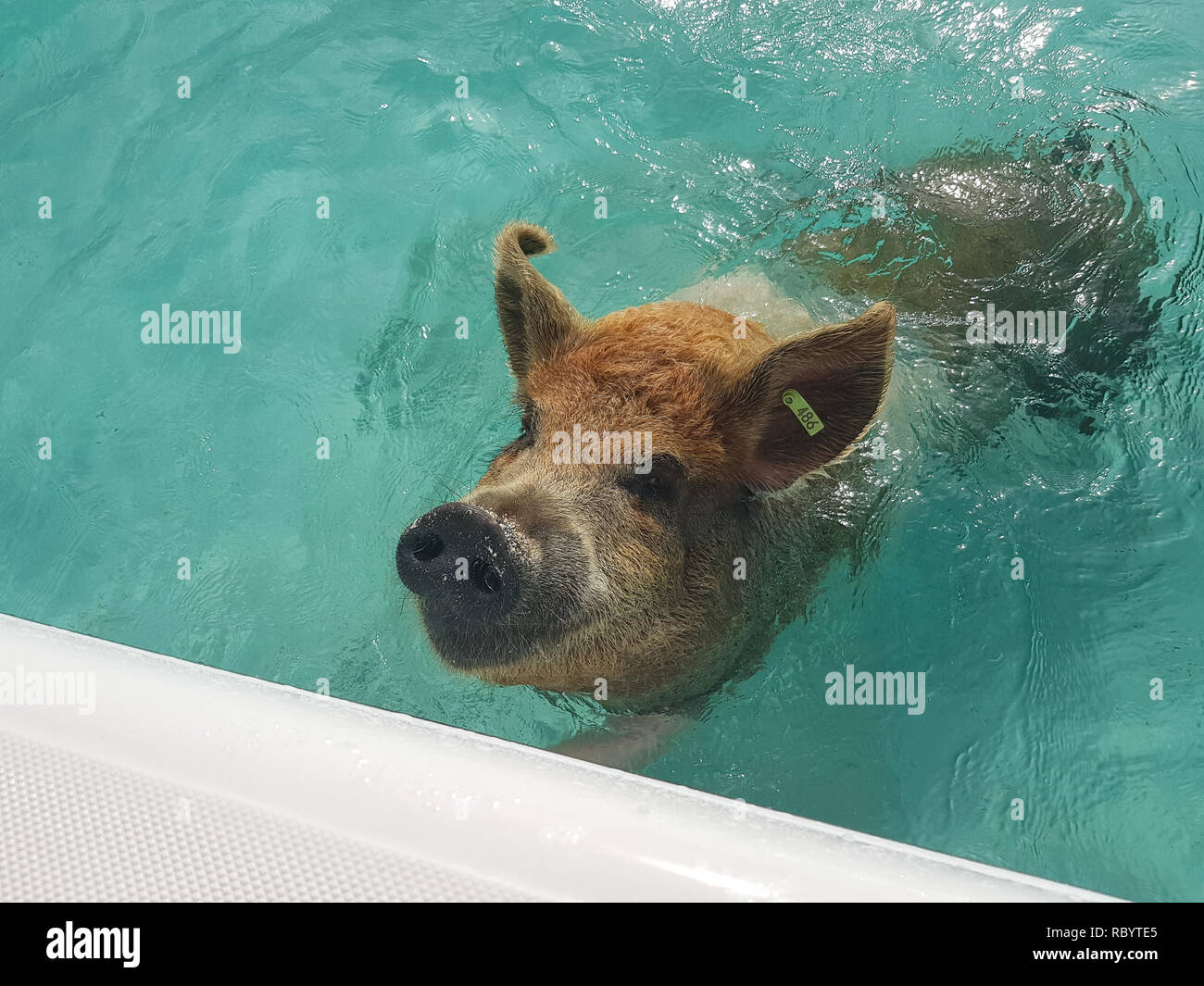 Pig Beach is an uninhabited island located in Exuma, the Bahamas. The island takes its unofficial name from the fact that it is populated pigs. Stock Photo