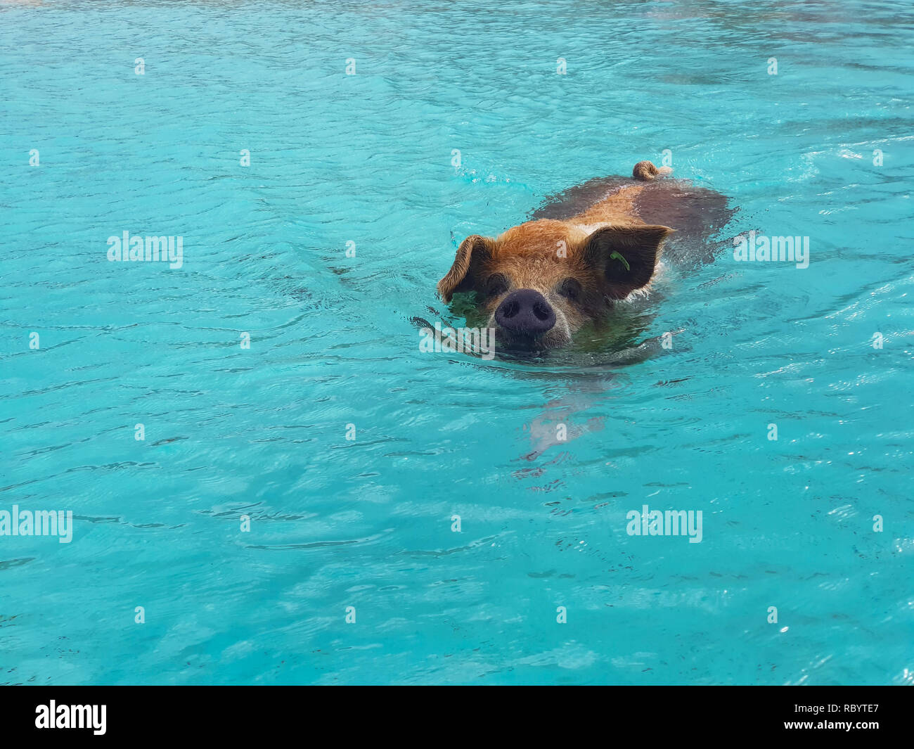 Pig Beach is an uninhabited island located in Exuma, the Bahamas. The island takes its unofficial name from the fact that it is populated pigs. Stock Photo