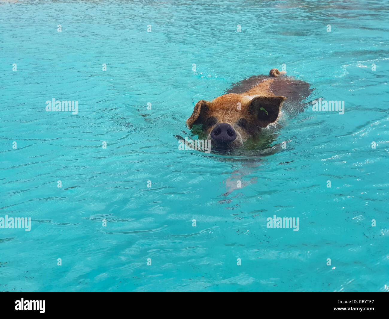 Caribbean wild pig hires stock photography and images Alamy