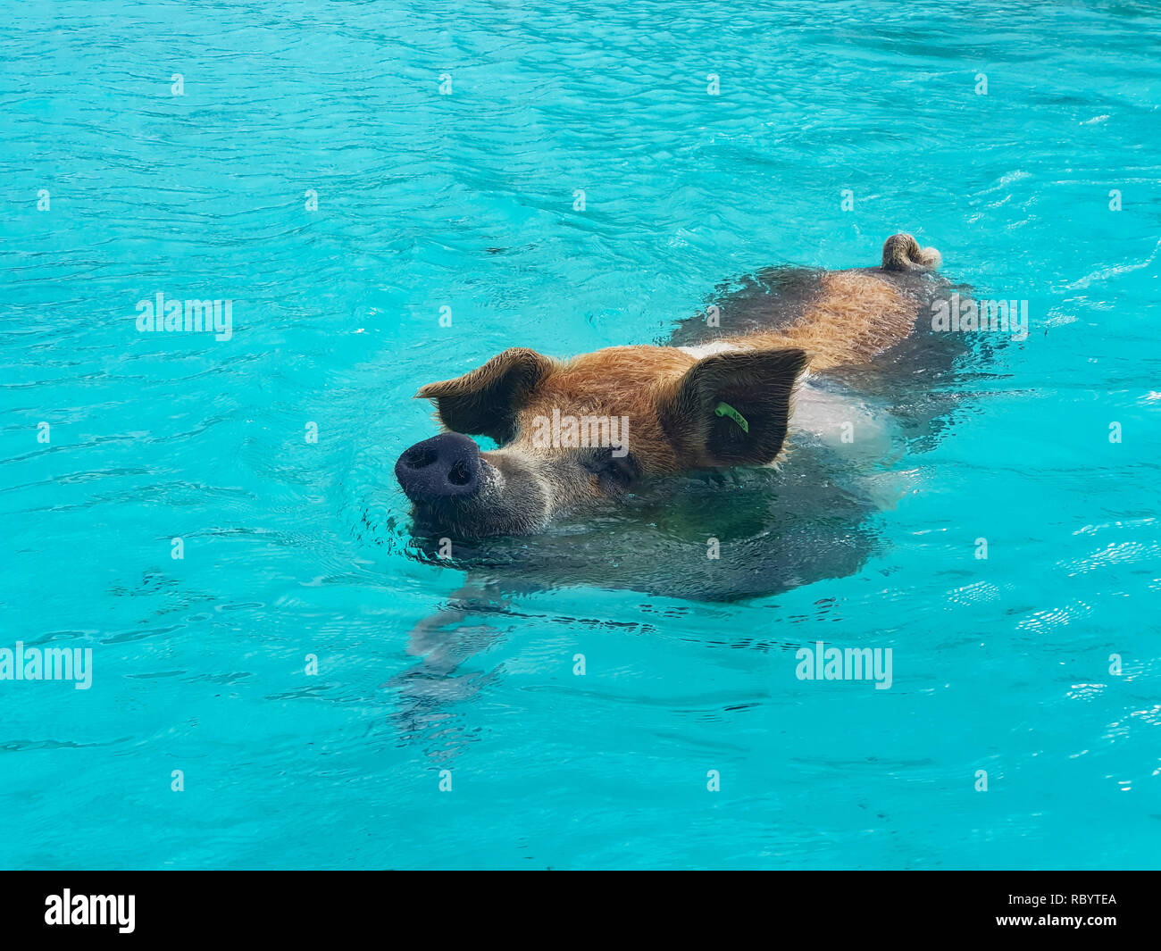 Pig Beach is an uninhabited island located in Exuma, the Bahamas. The