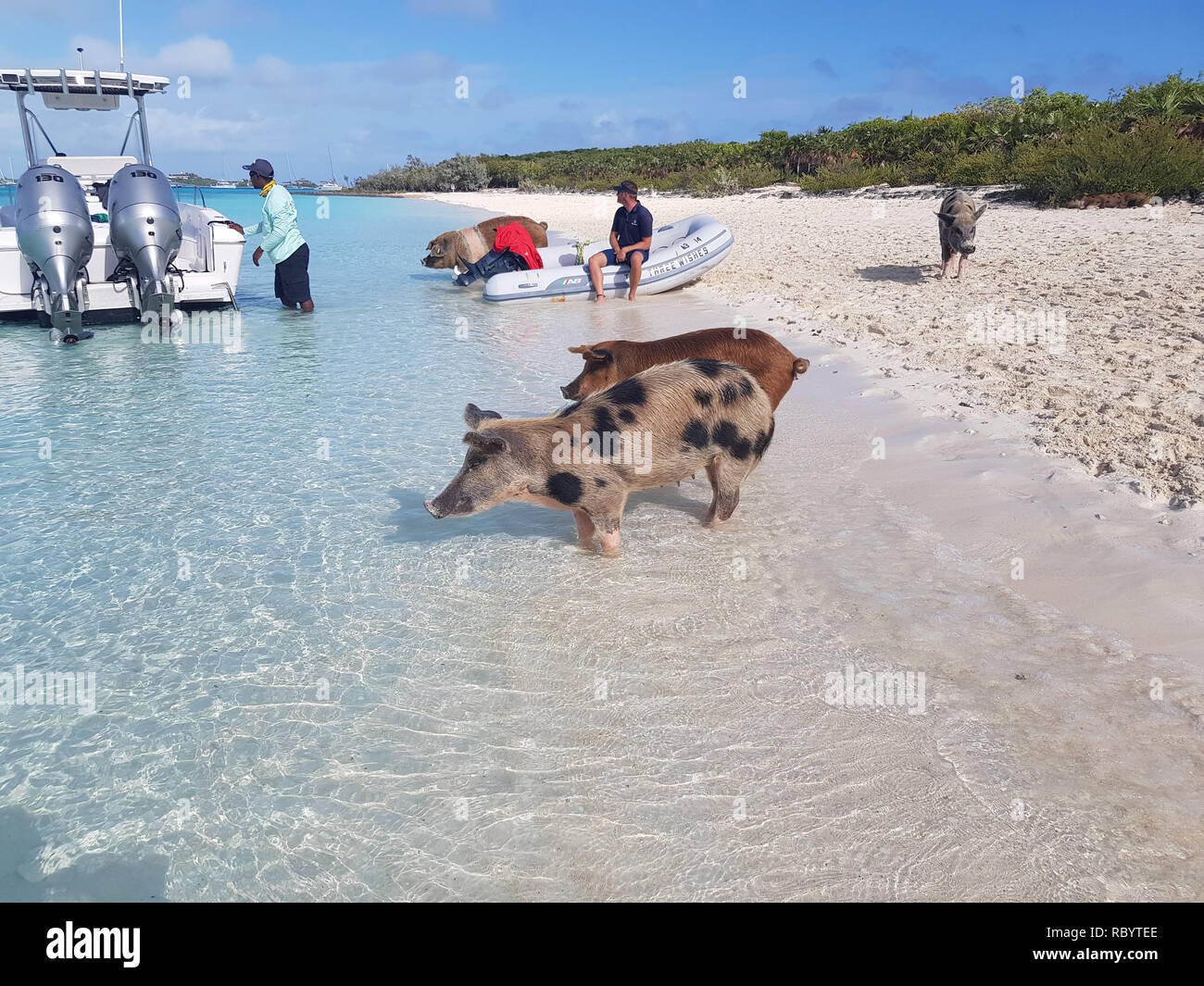 Pig Beach is an uninhabited island located in Exuma, the Bahamas. The island takes its unofficial name from the fact that it is populated pigs. Stock Photo