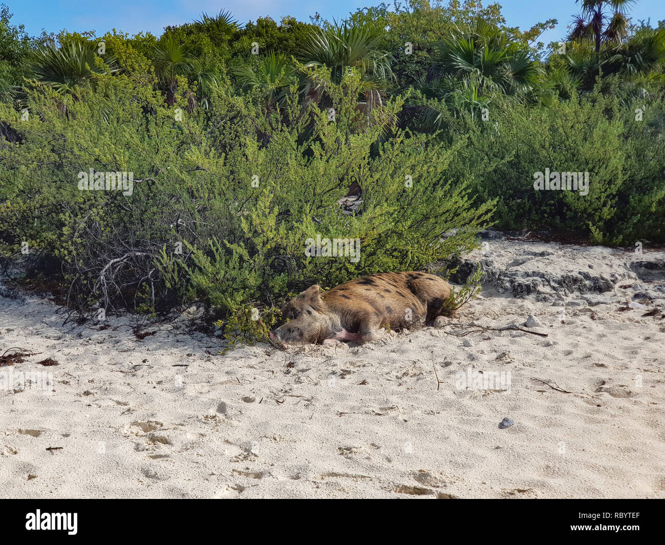 Pig Beach is an uninhabited island located in Exuma, the Bahamas. The island takes its unofficial name from the fact that it is populated pigs. Stock Photo