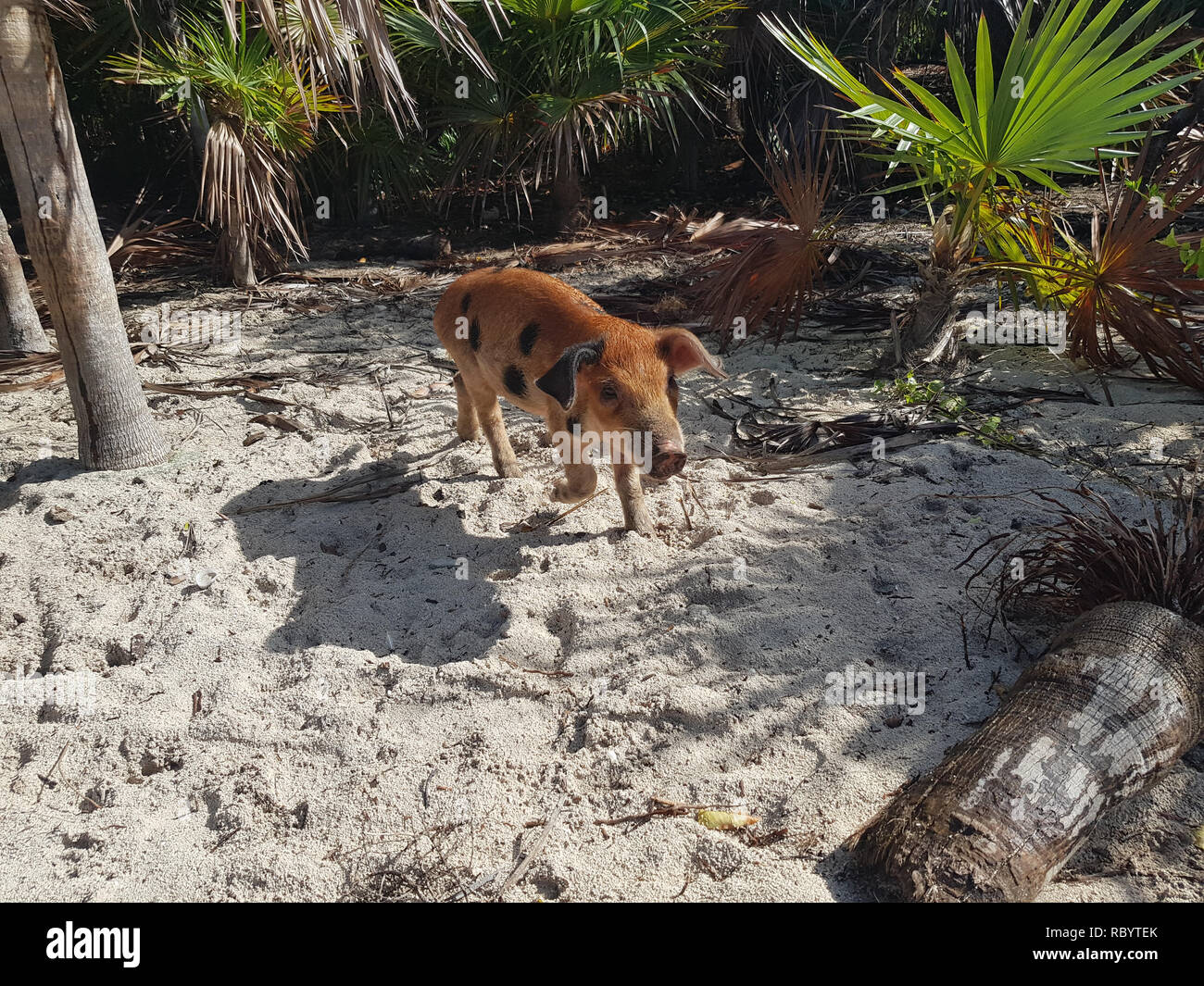 Pig Beach is an uninhabited island located in Exuma, the Bahamas. The island takes its unofficial name from the fact that it is populated pigs. Stock Photo