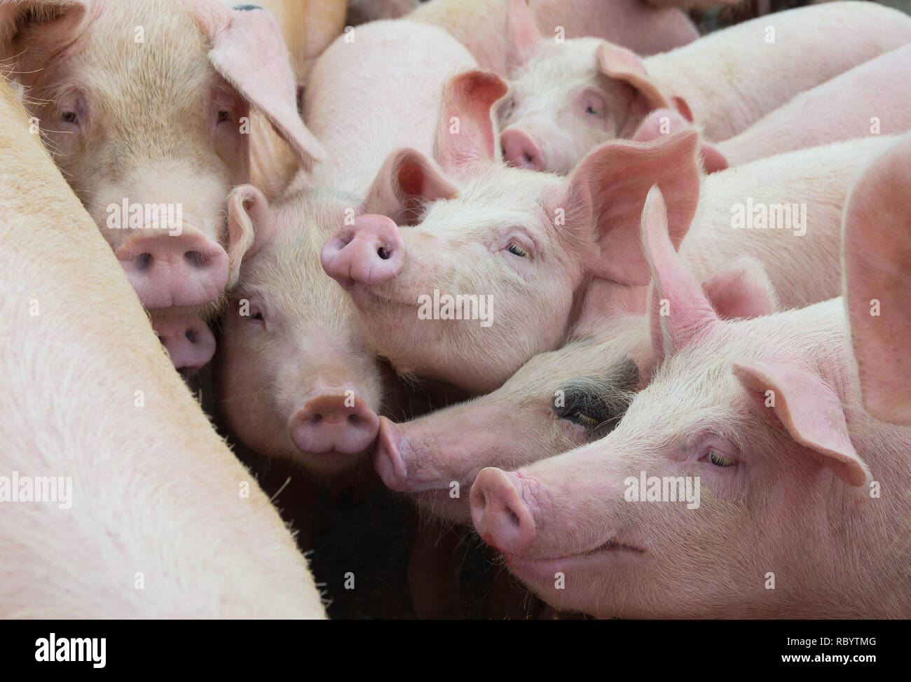 Livestock breeding. Group of pigs in farm yard. Stock Photo