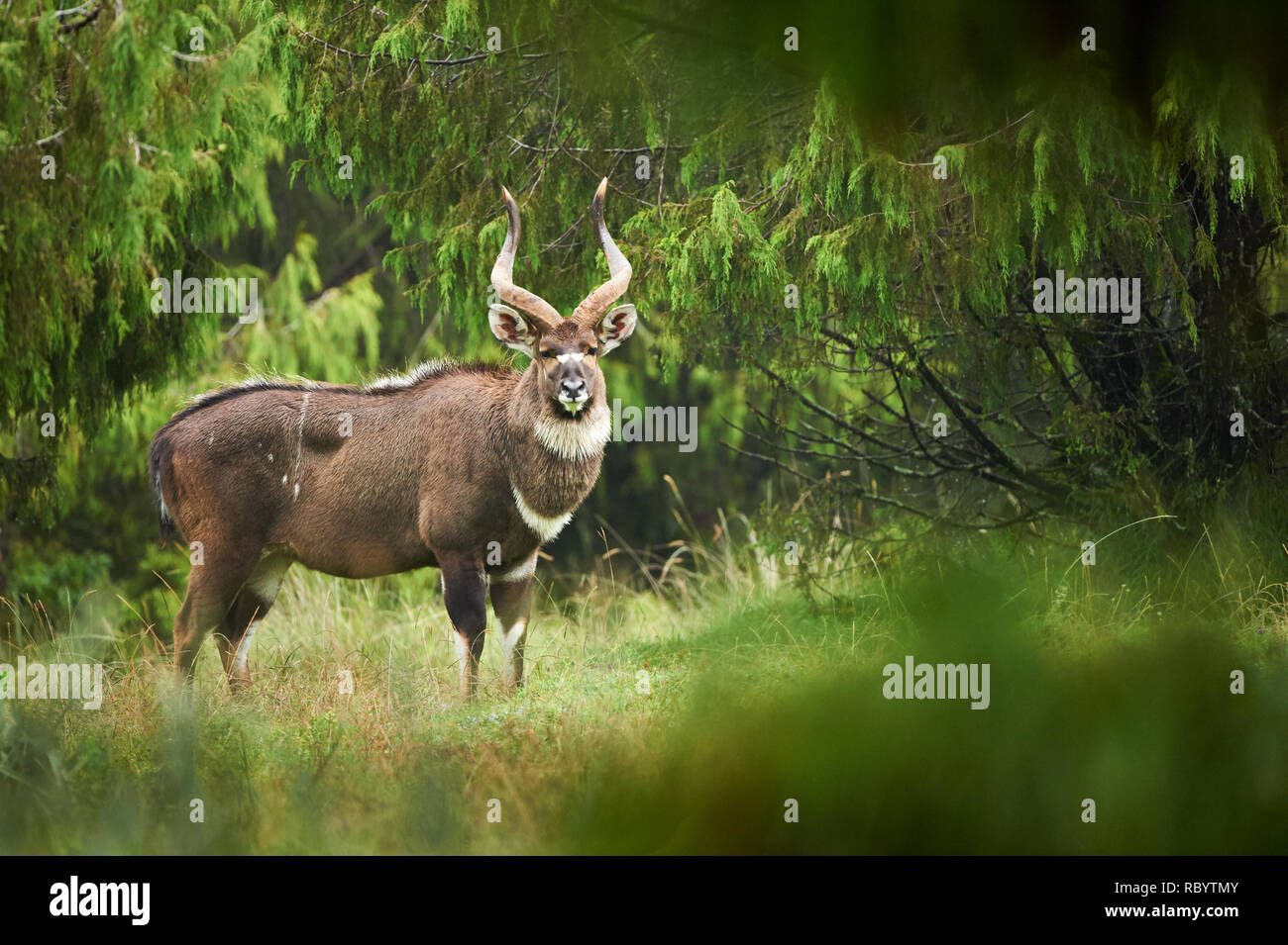 The mountain Nyala is an endangered antelope of a small part of