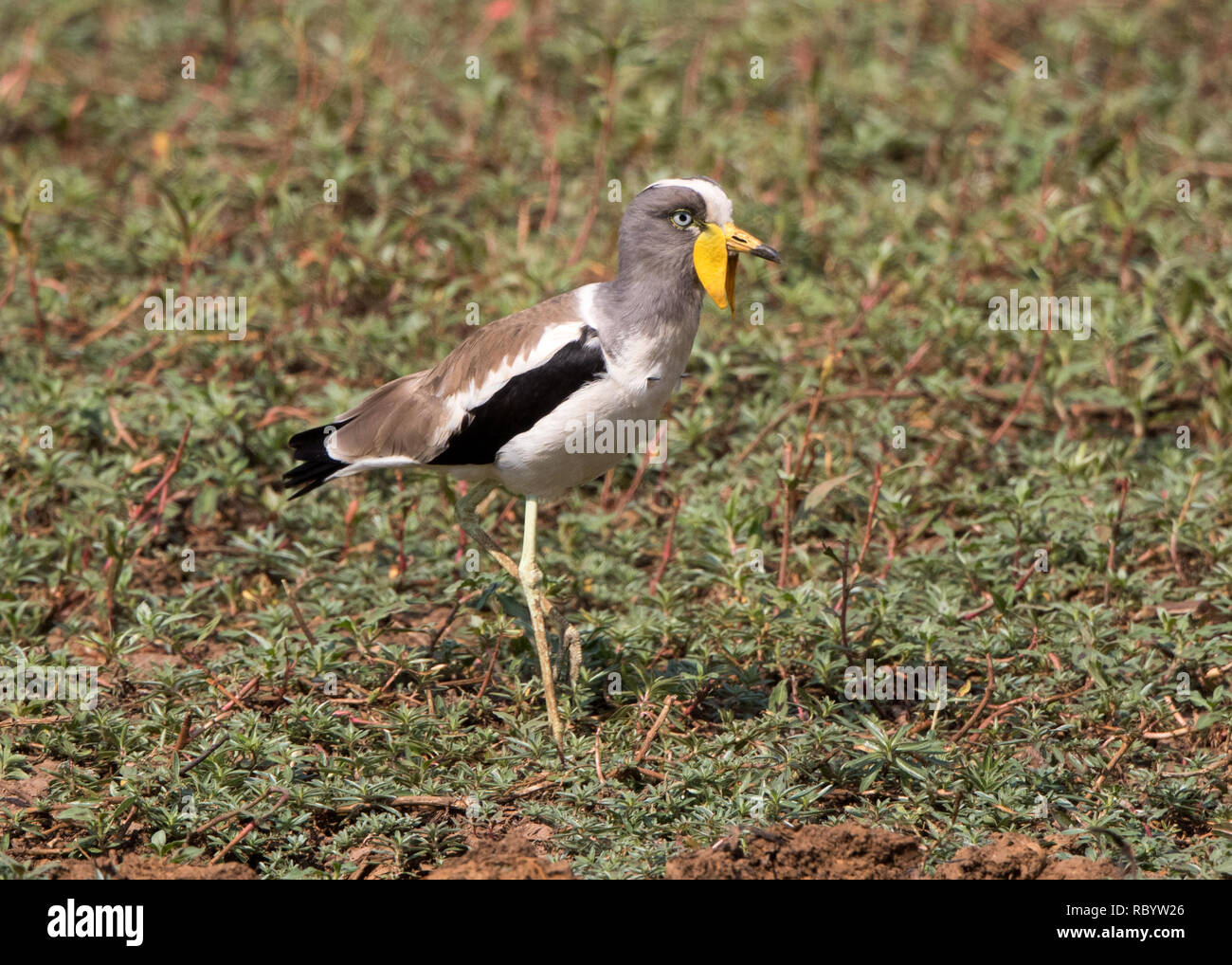White-crowned Lapwing (Vanellus albiceps) Stock Photo