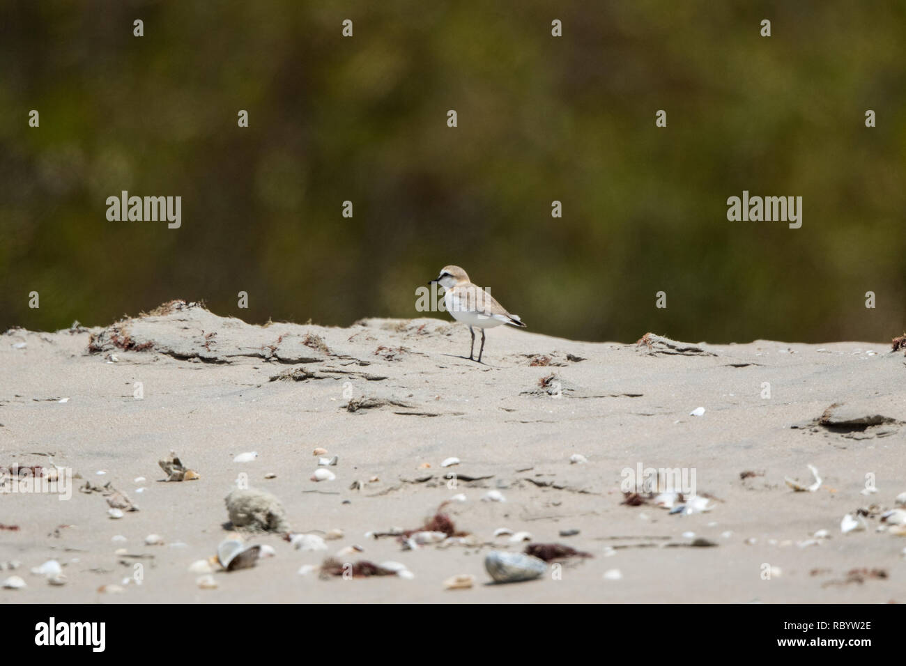 White-fronted Plover (Charadrius marginatus) Stock Photo
