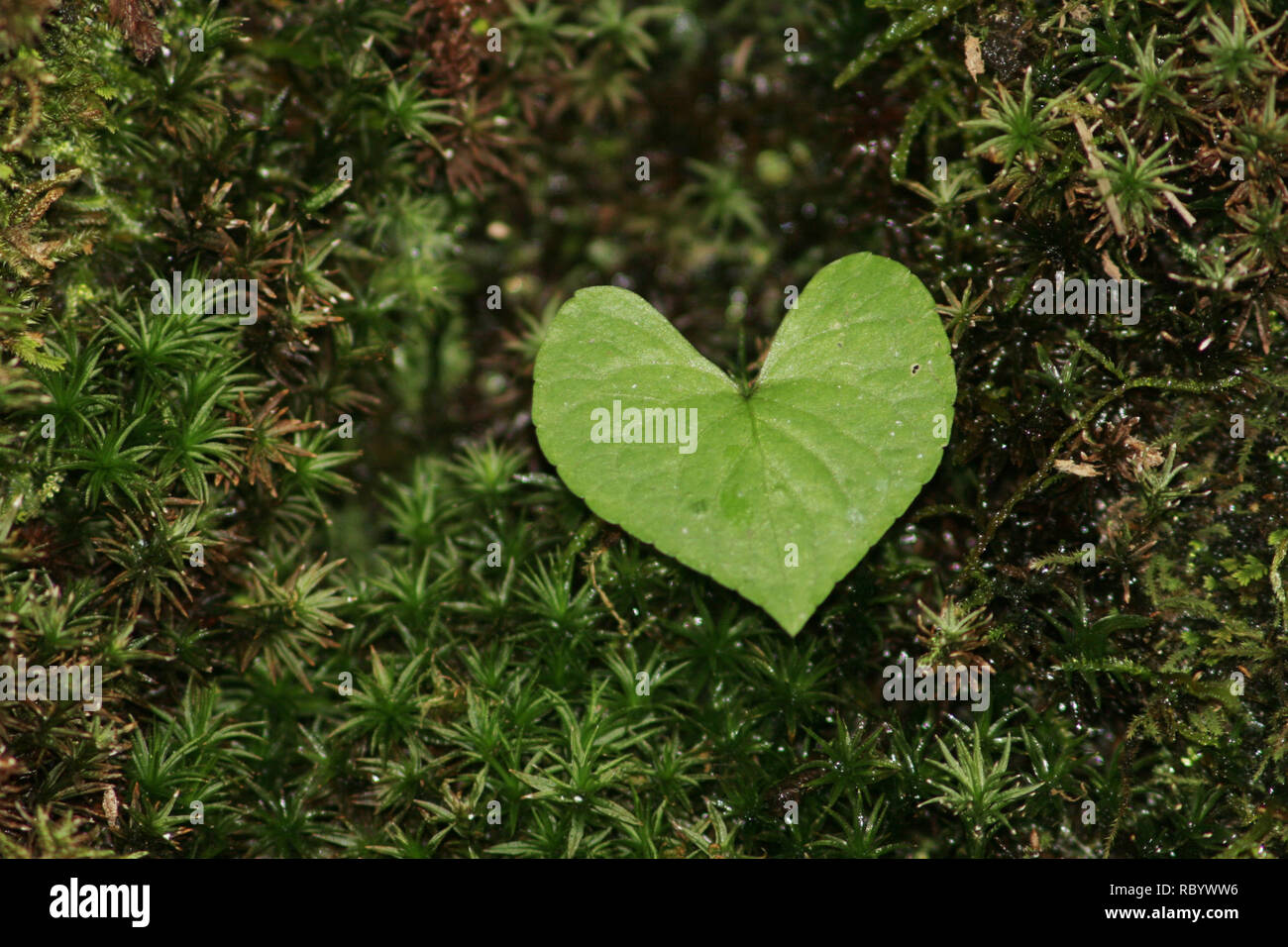 Love Nature Stock Photo