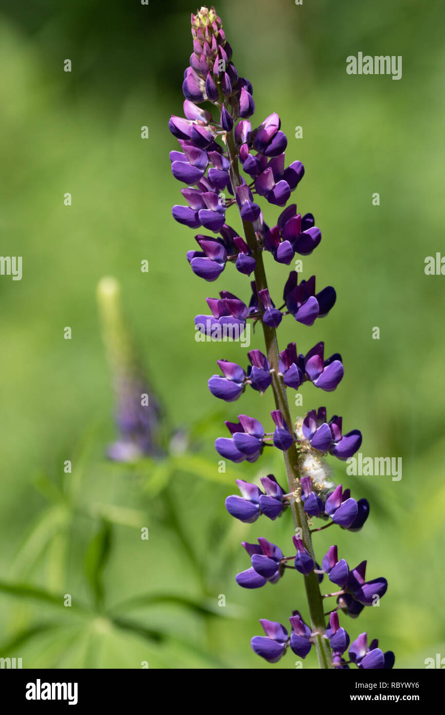 purple lupine Stock Photo