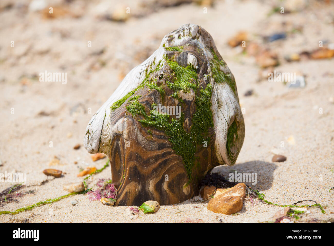 Lump of weathered wood on sandy beach, covered in moss. Stock Photo