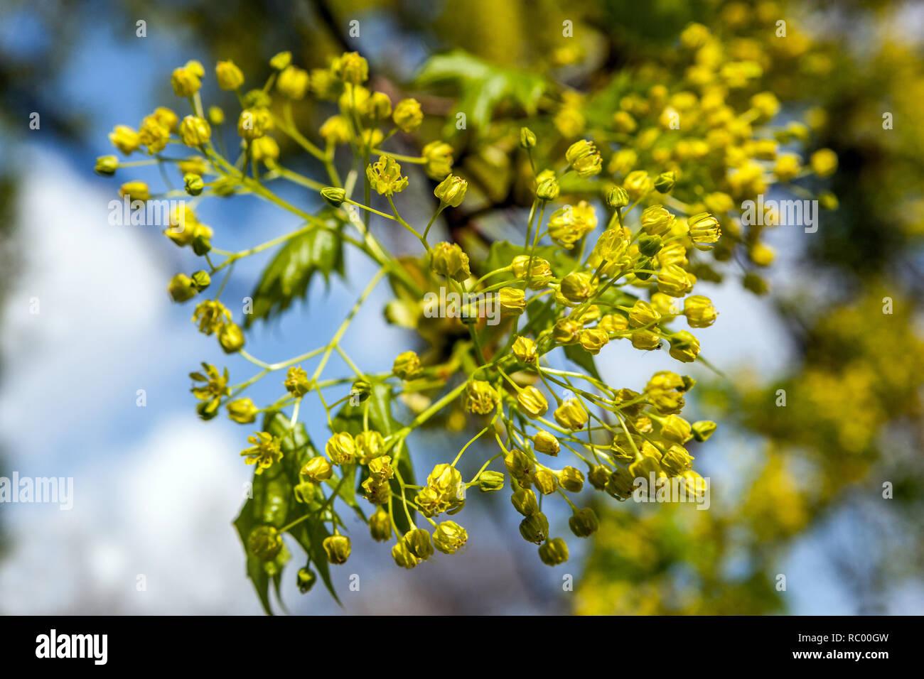 Norway Maple flowers Acer platanoides, flowers Spring blossoms in spring Stock Photo