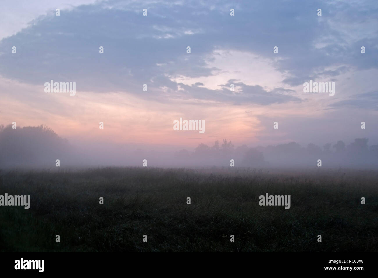 Landschaft mit Nebel im Spreewald, Landkreis Oberspreewald-Lausitzkreis, Land Brandenburg, Deutschland, Europa | landscape with fog in Spreewald, dist Stock Photo