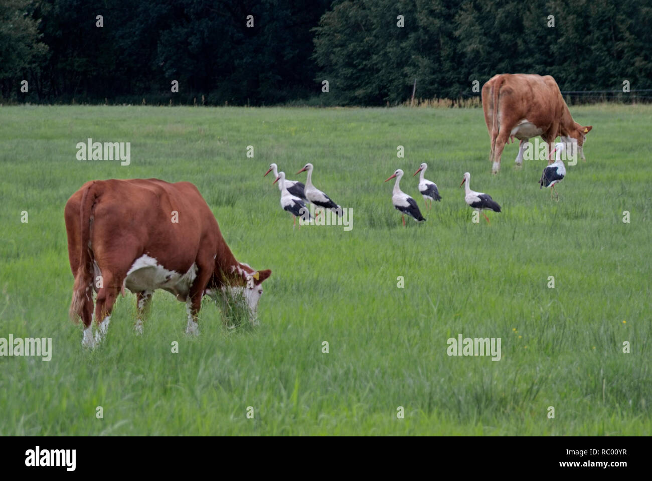 braune Kühe und Störche auf der Weide, Spreewald, Landkreis Oberspreewald-Lausitzkreis, Land Brandenburg, Deutschland, Europa | brown cows are grazing Stock Photo