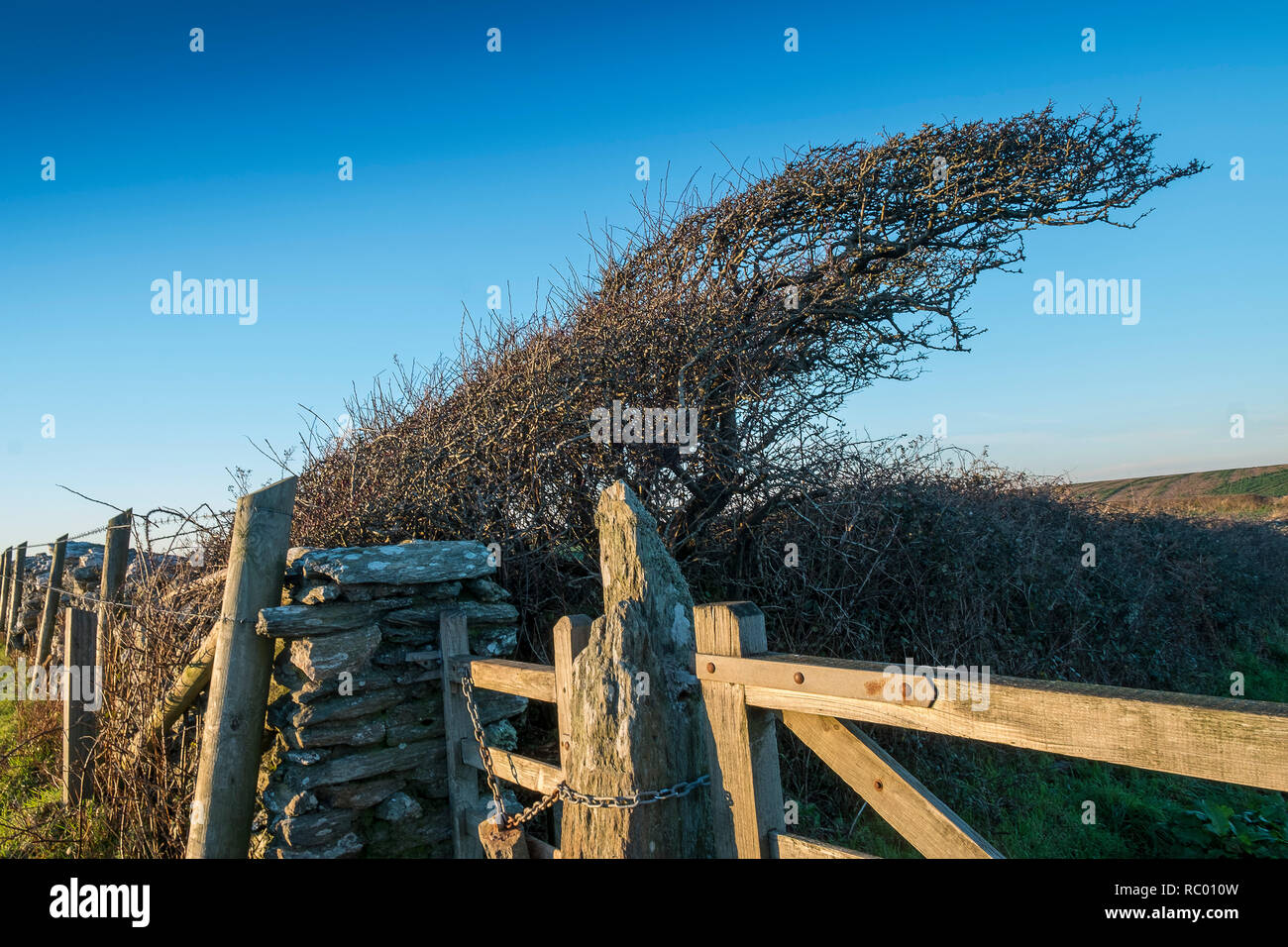 A windblown tree on an exposed coast with drystone wall and gate. East Soar, Salcombe, South Hams. Devon. UK Stock Photo