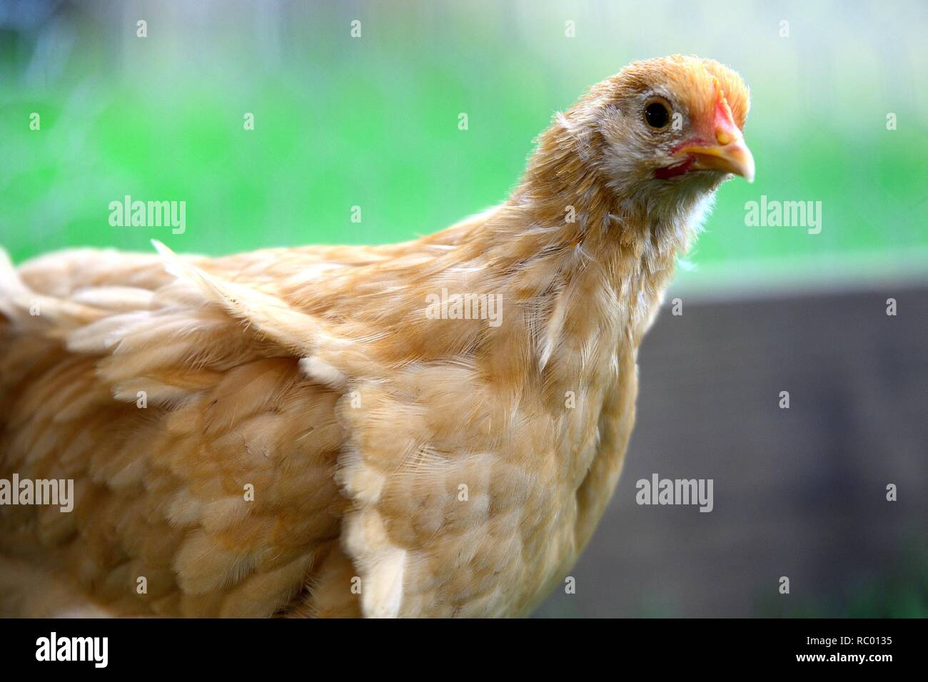 Chicken Little Stock Photo