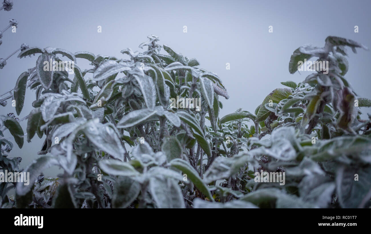 Sage frozen herb Stock Photo Alamy