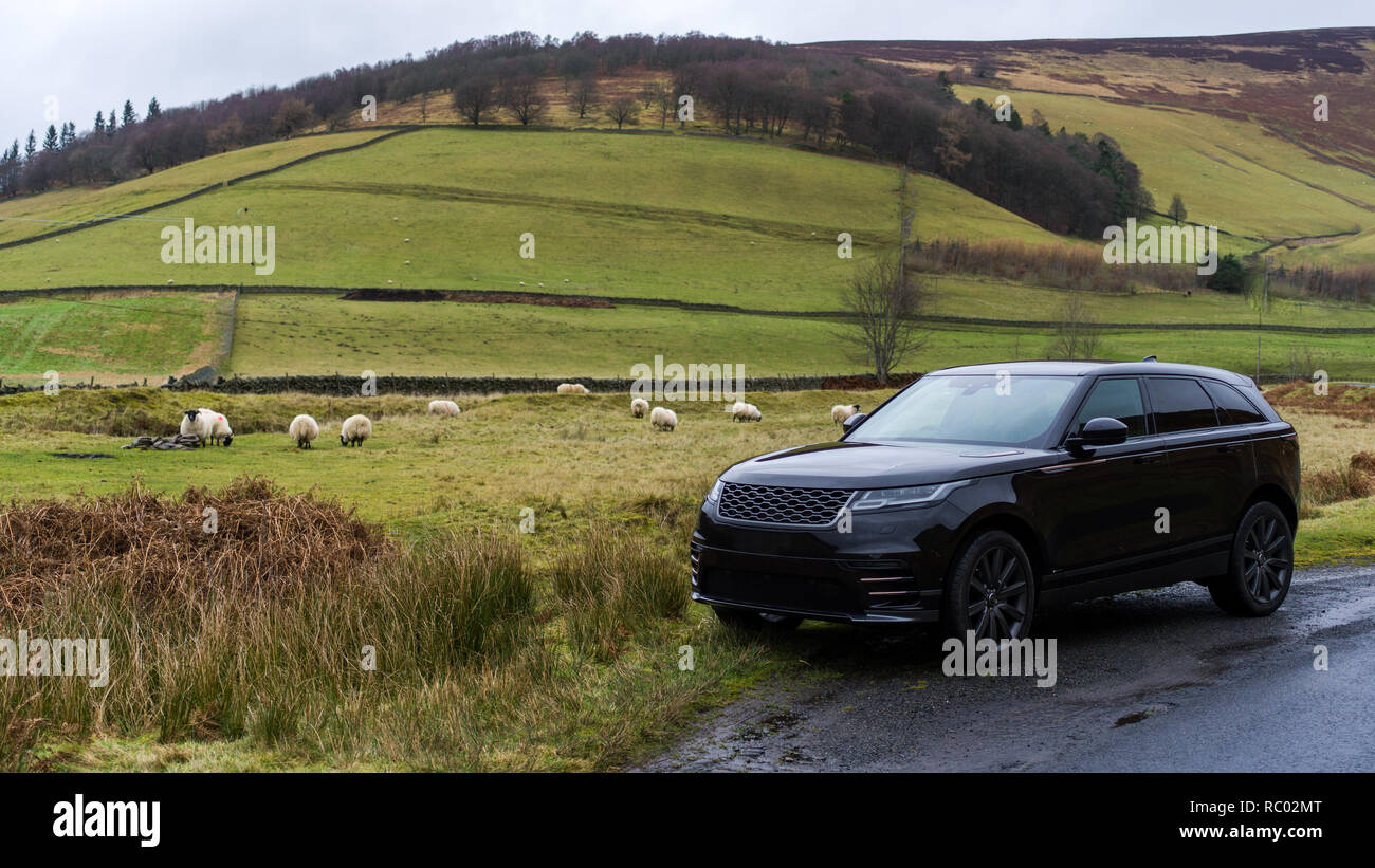 SUV in Scottish highlands surrounded by flock of sheep Stock Photo