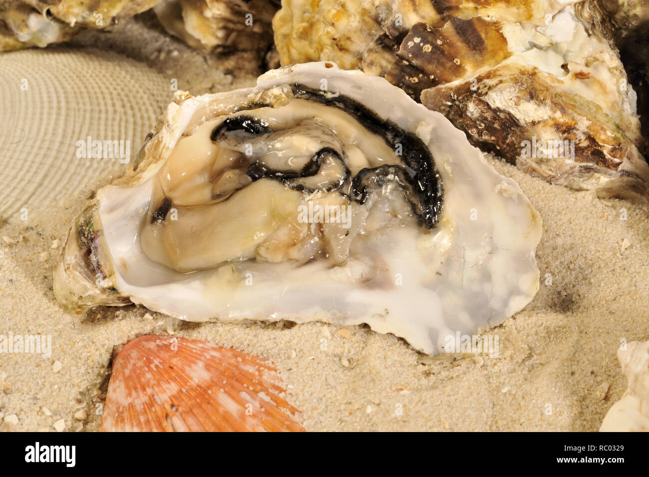frische Austern Stock Photo
