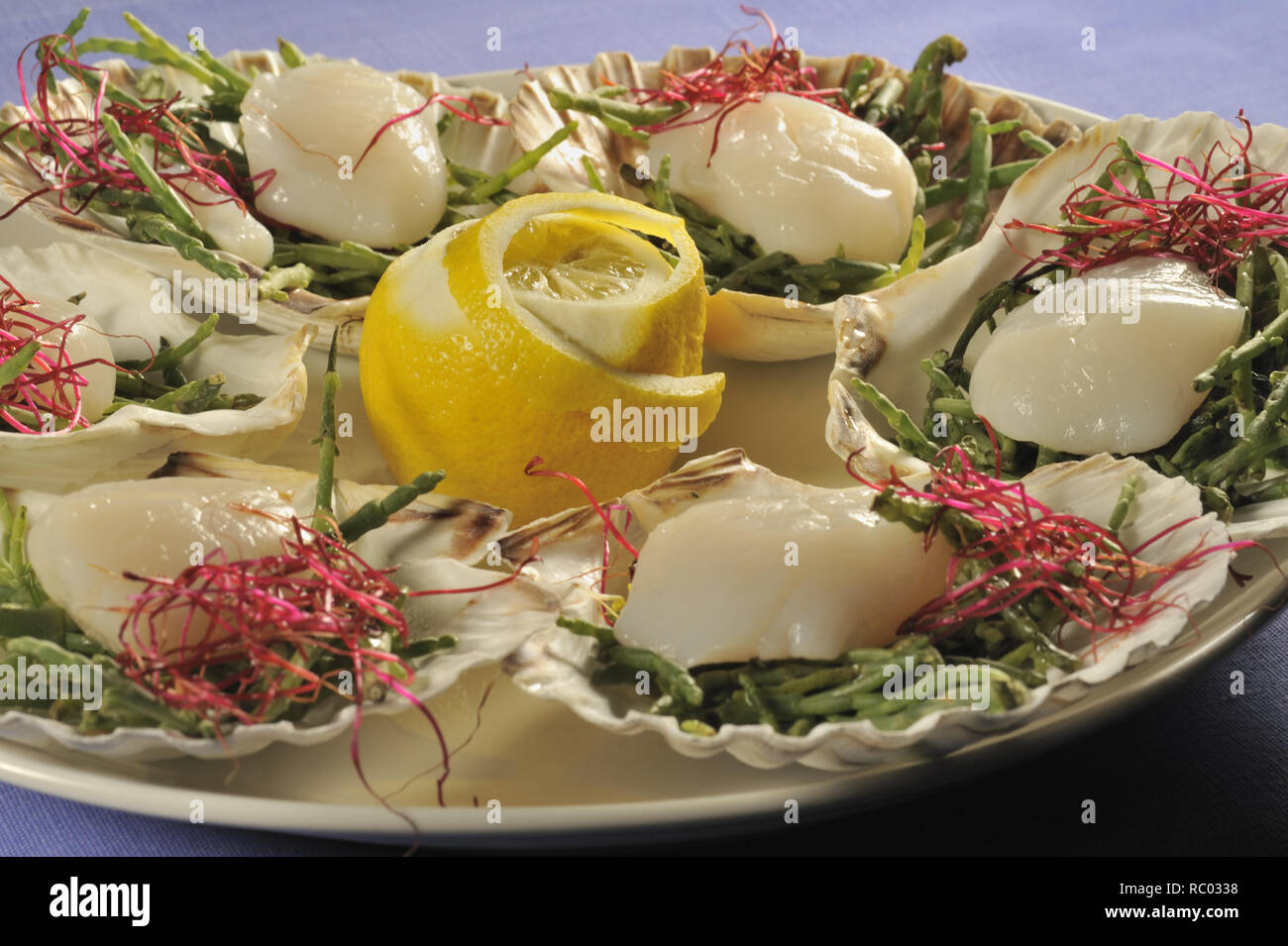 Frische Jakobsmuscheln serviert | Fresh scallops Stock Photo