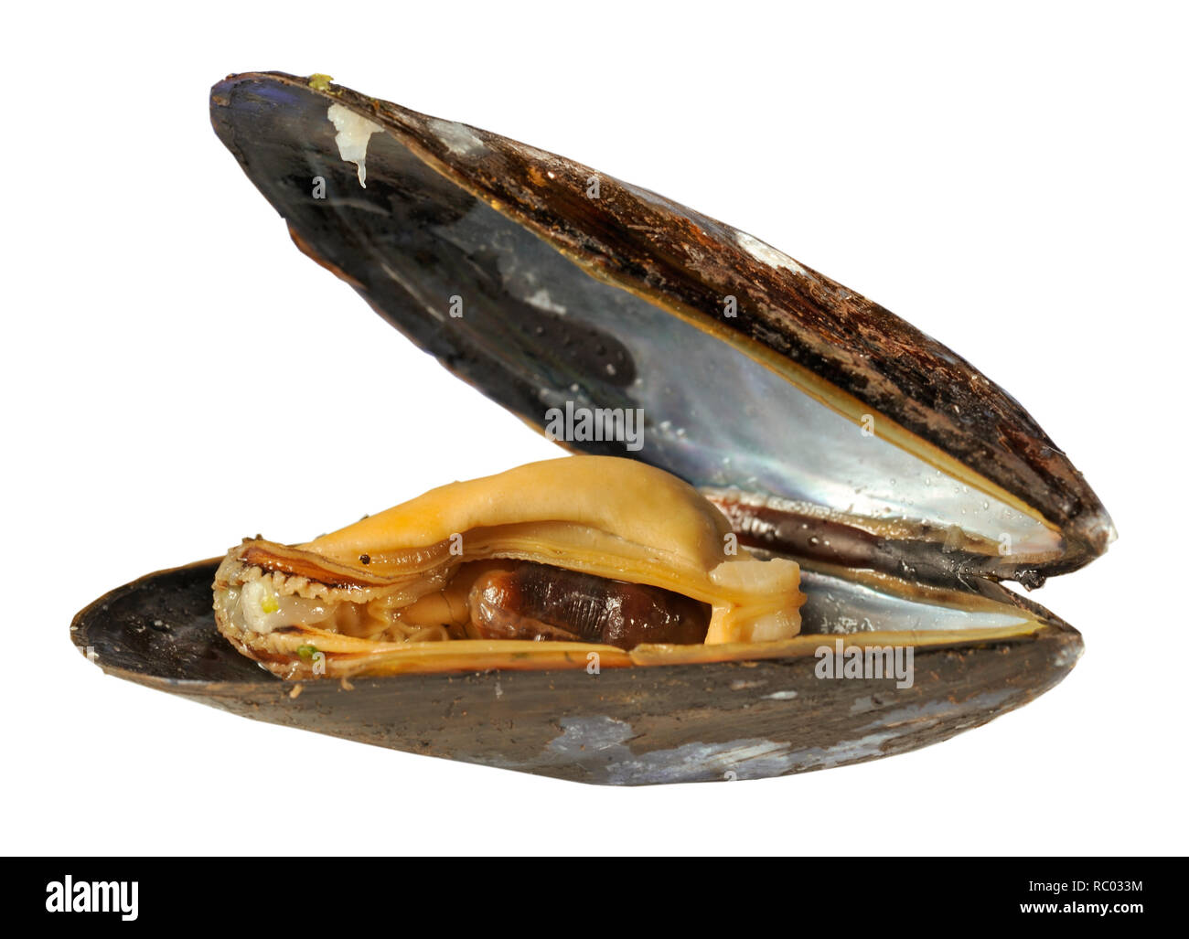 Frische Miesmuschel | Fresh mussel in a shell Stock Photo