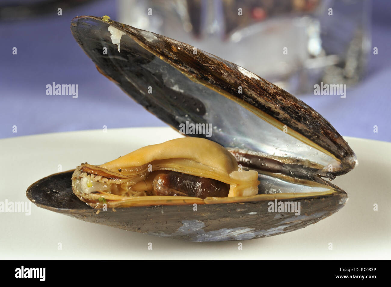 Frische Miesmuschel | Fresh mussel in a shell Stock Photo