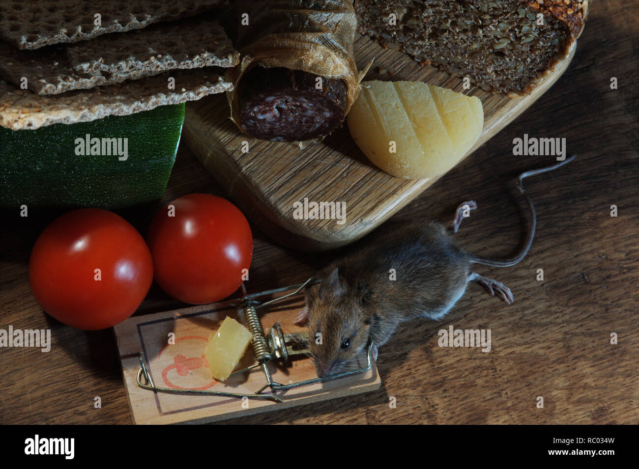 Maus in der Mausefalle gefangen | mouse caught in a mouse trap Stock Photo