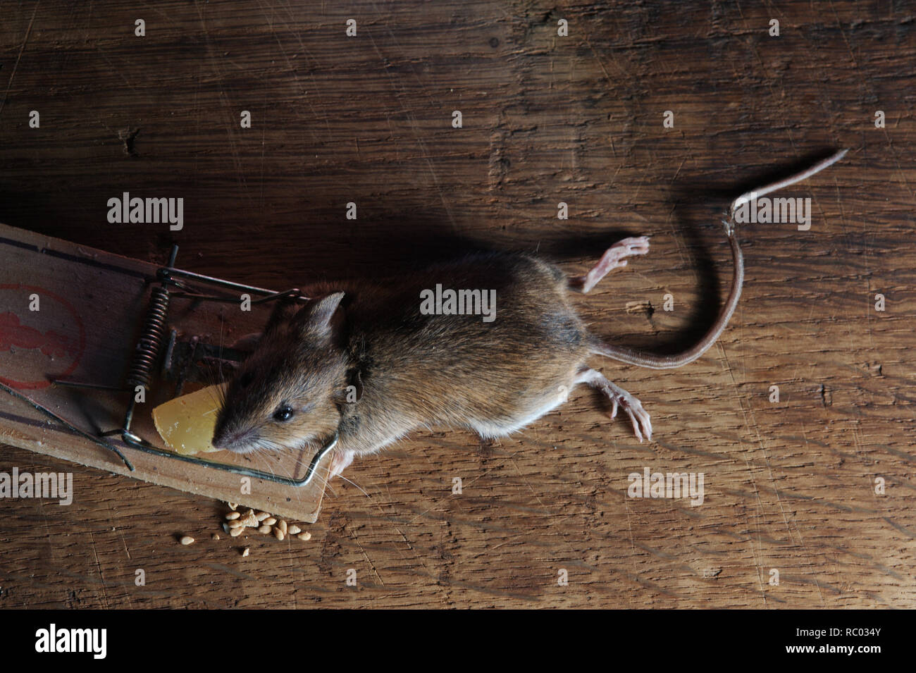 Maus in der Mausefalle gefangen | mouse caught in a mouse trap Stock Photo  - Alamy