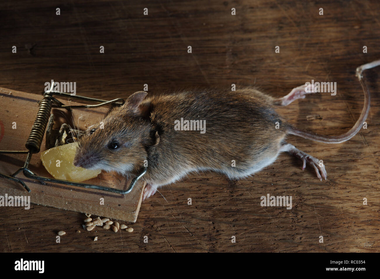 Maus in der Mausefalle gefangen | mouse caught in a mouse trap Stock Photo